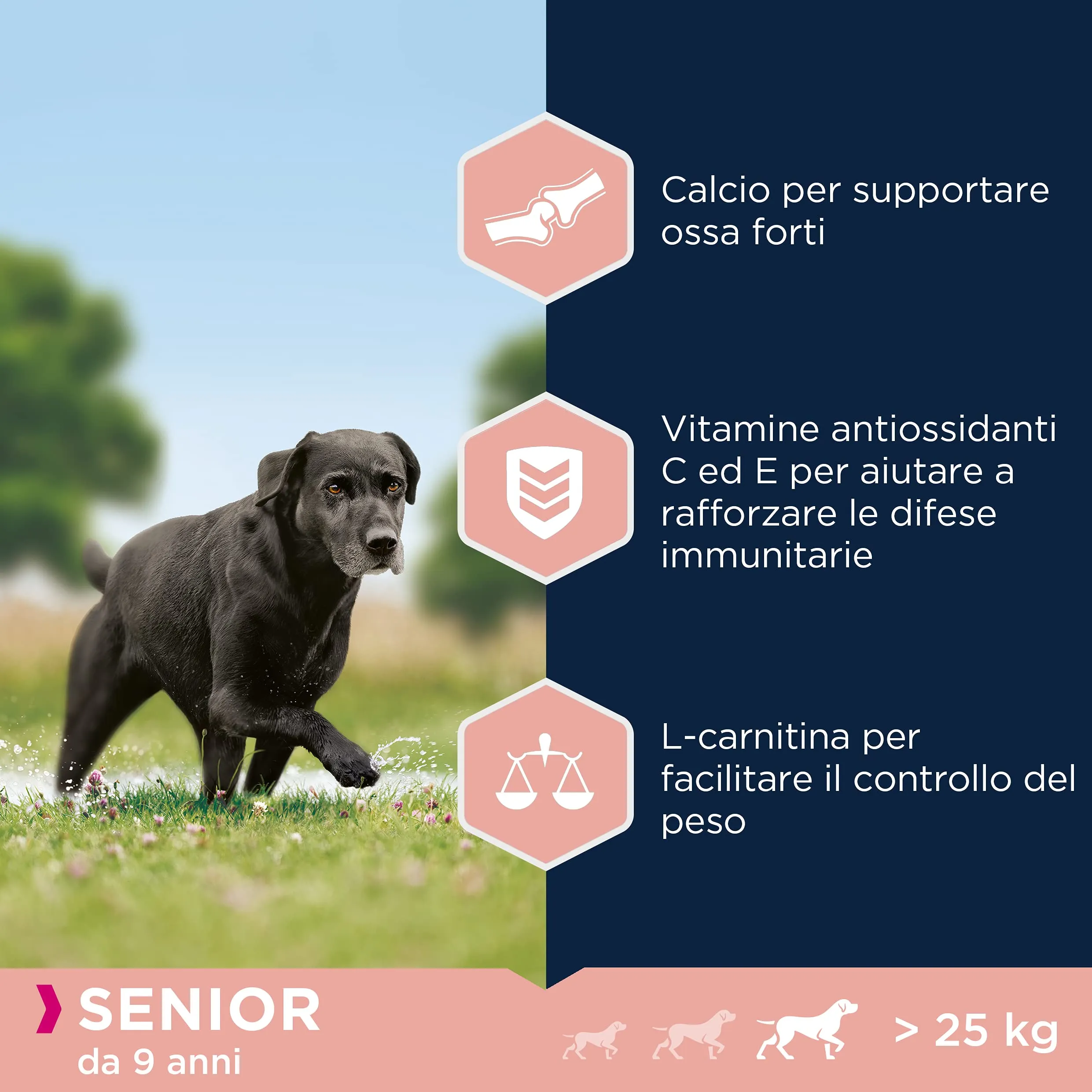 Eukanuba Cibo per cani senior razze grandi al pollo fresco, 15 kg - immagine 5