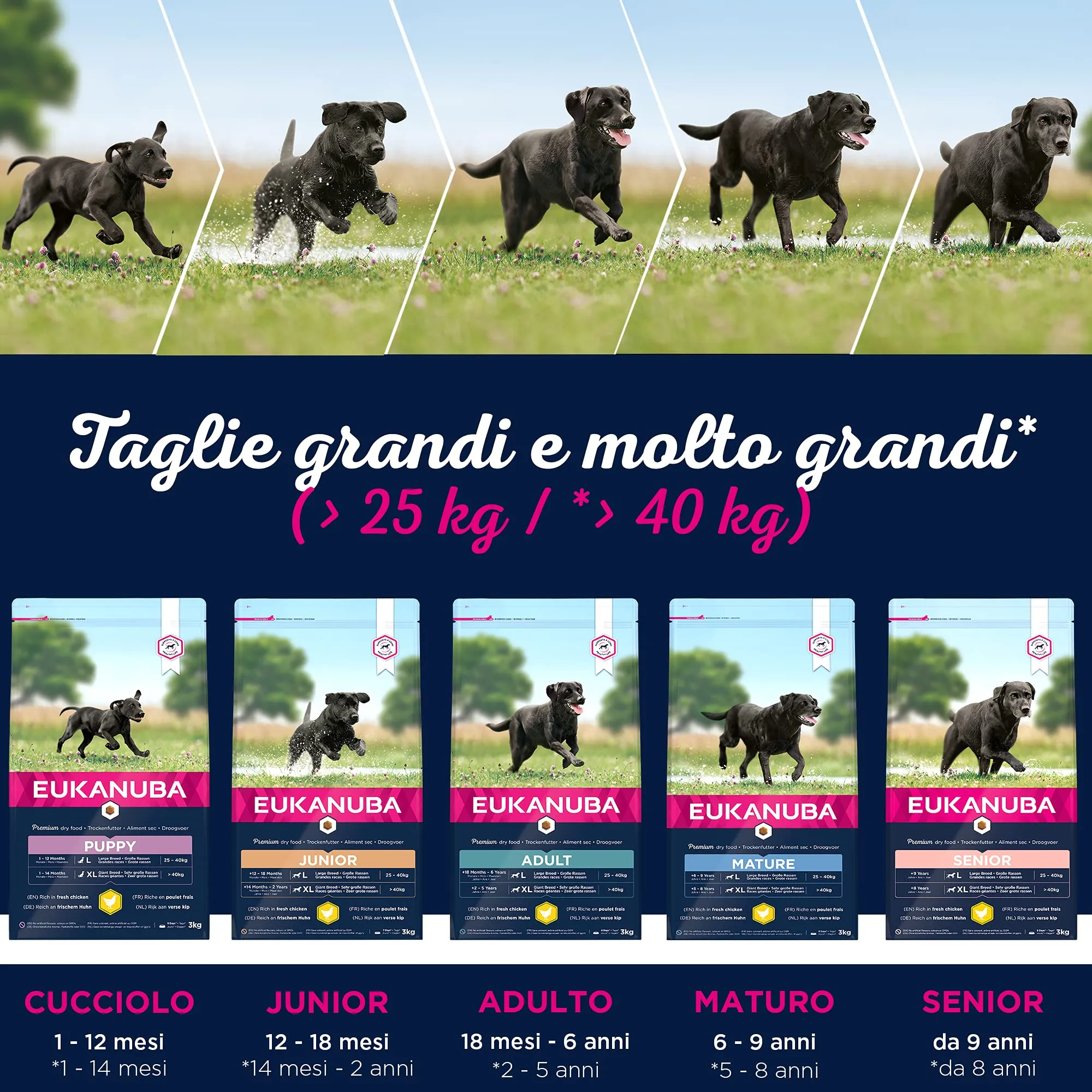 Eukanuba Cibo per cani senior razze grandi al pollo fresco, 15 kg - immagine 6