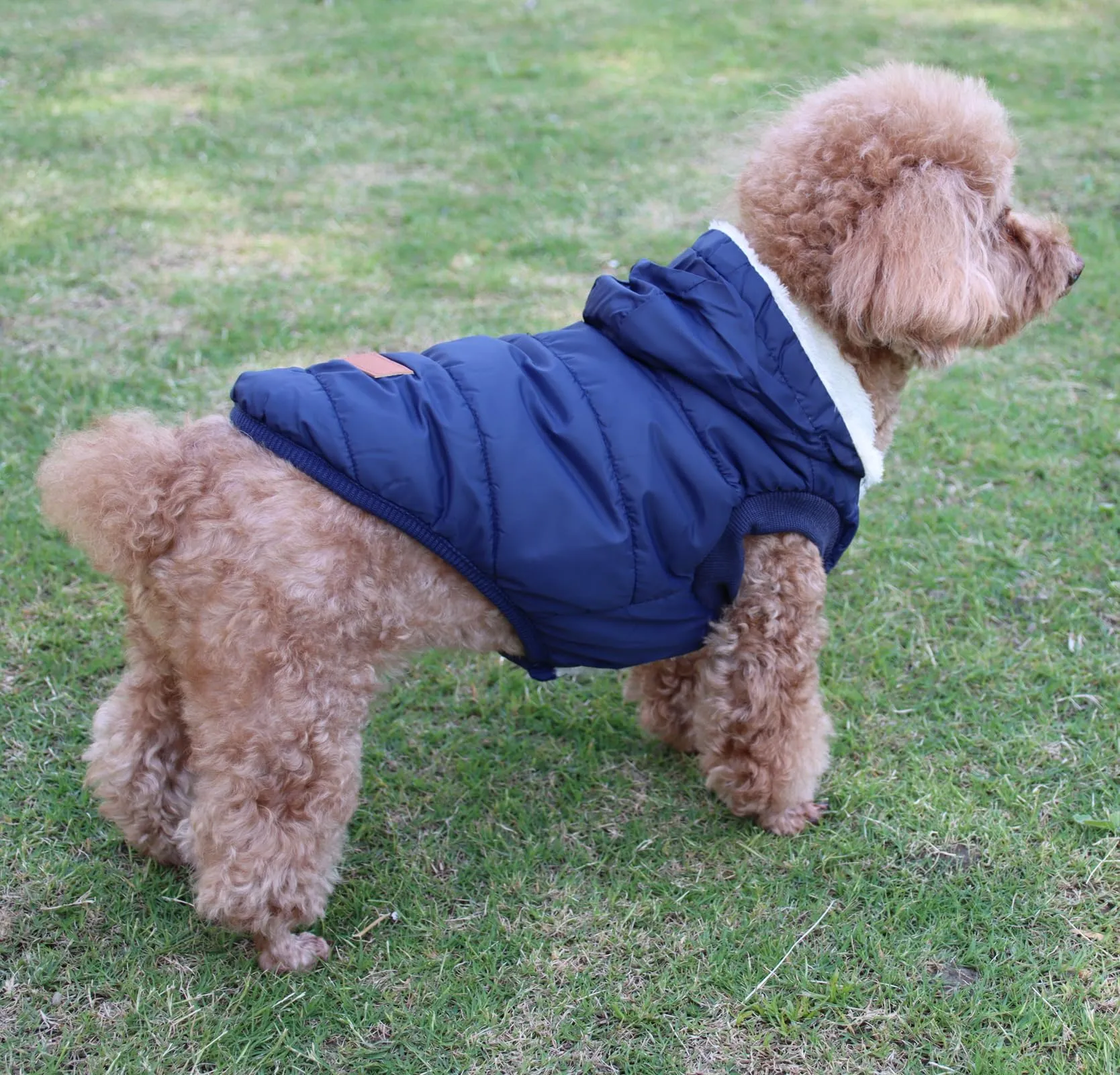 JoyDaog Cappottino Invernale per Cani con Cappuccio e Fodera in Pile, Blu, M - immagine 8