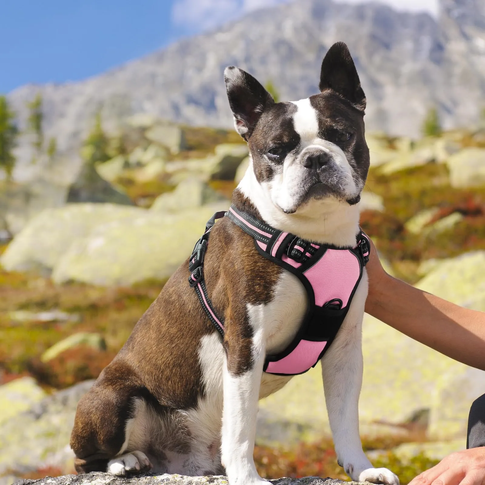 Eagloo Pettorina Cane Anti Tiro, Rosa, Taglia M - immagine 9