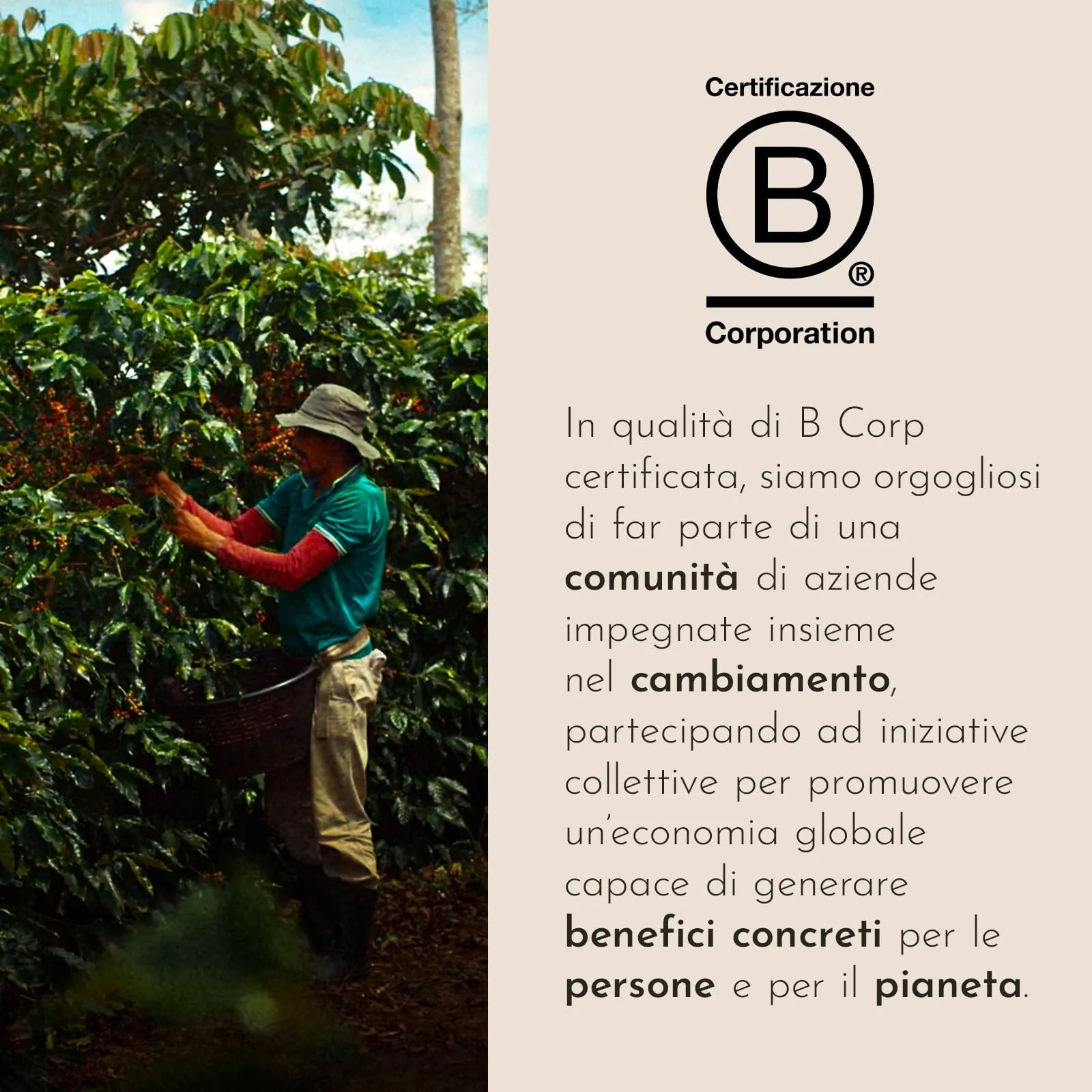 illy Caffè Macinato per Moka Arabica Selection Brasile, 12x125g - immagine 5