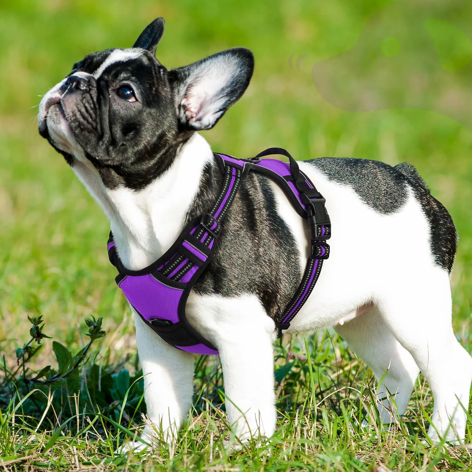 Eagloo Pettorina Cane ad H Anti Tiro, Viola, Taglia S - immagine 9