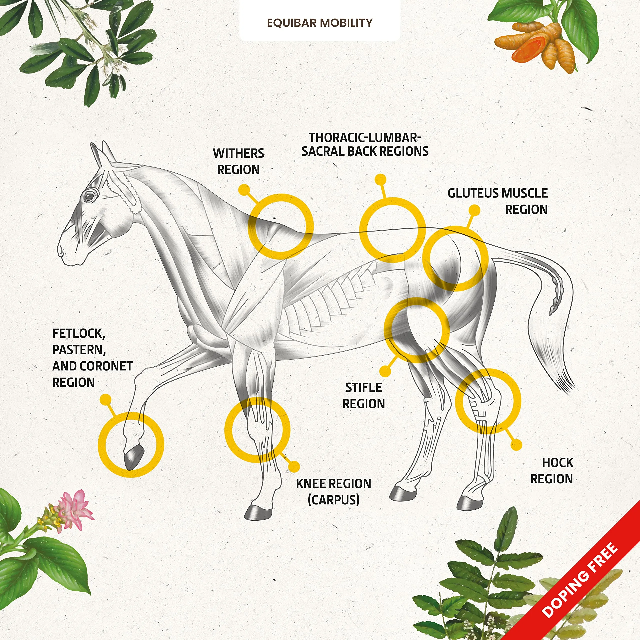 Guidolin Horses Equibar Mobility Barretta Funzionale per Muscoli e Articolazioni 2.5kg - immagine 4