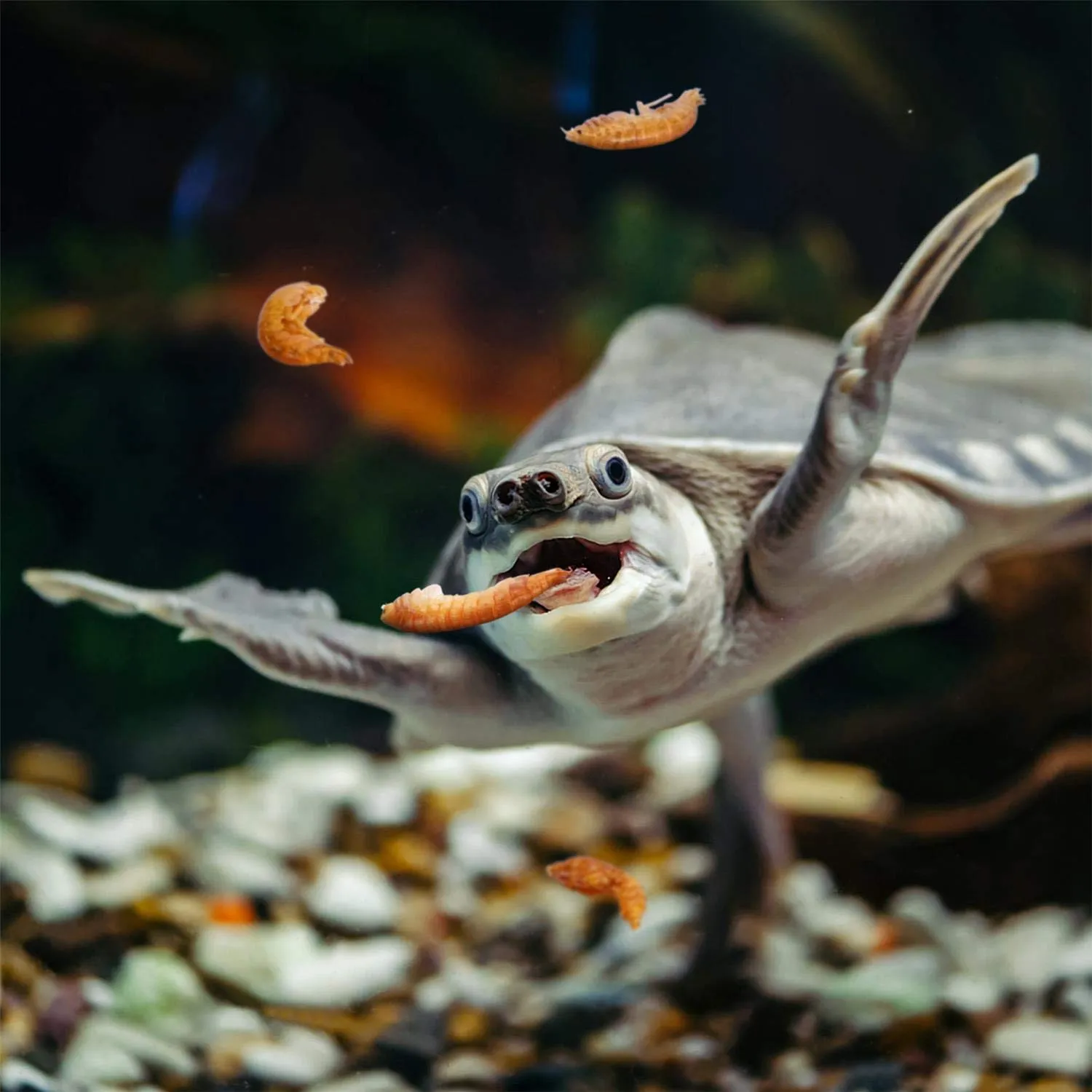 Nobleza Cibo per tartarughe a base di gamberi di fiume naturali, 80g - immagine 5