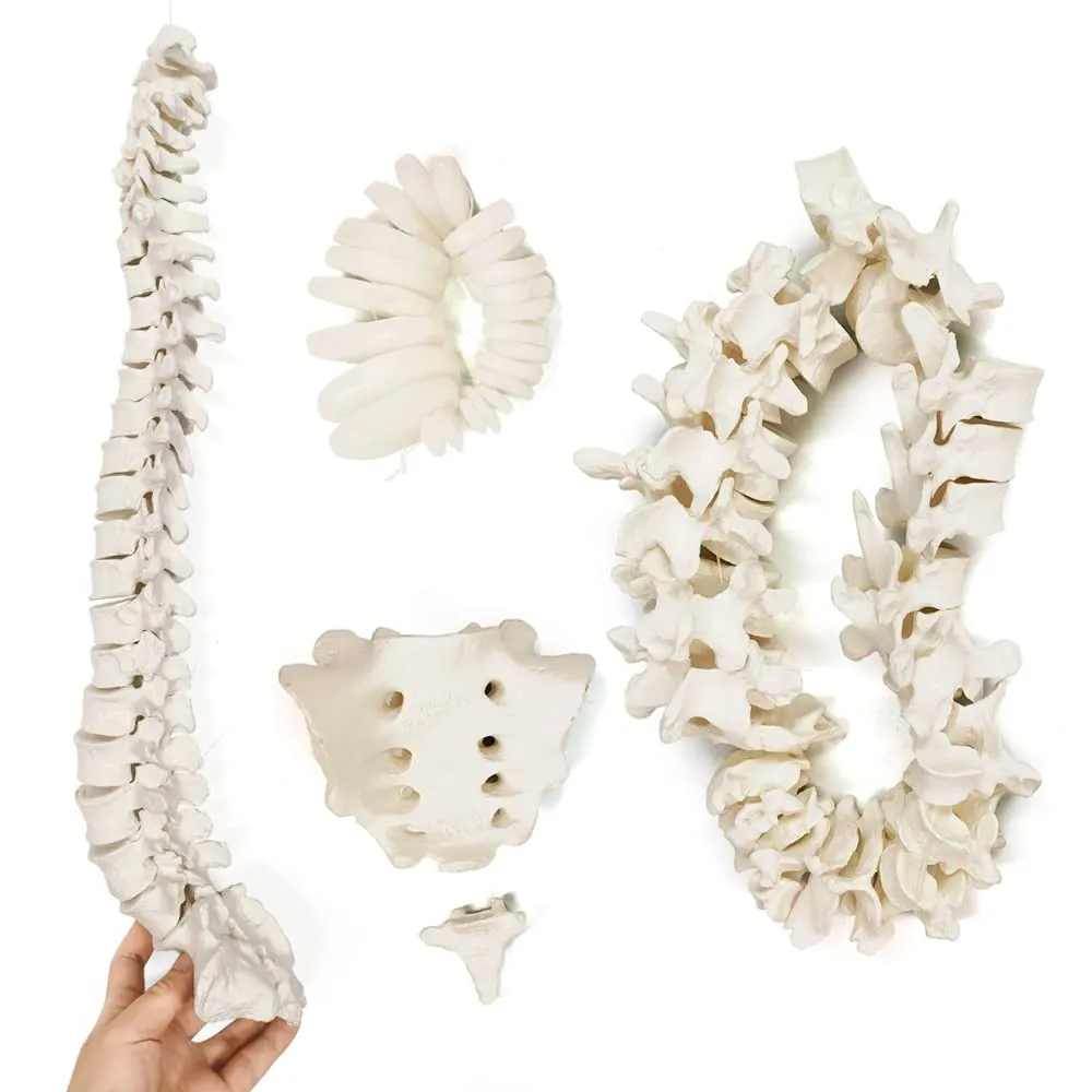EVOTECH SCIENTIFIC Modello di Colonna Vertebrale Umana, Scala 1:1, 50 Pezzi - immagine 1