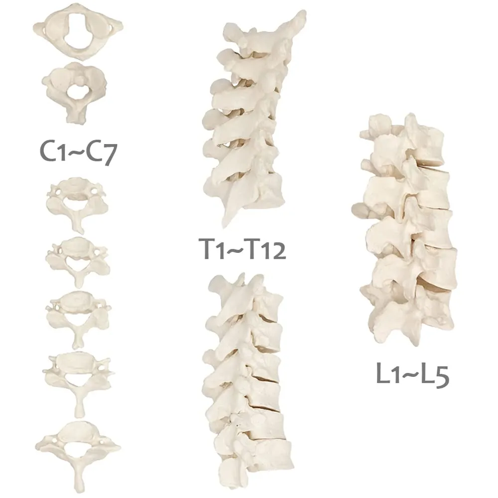 EVOTECH SCIENTIFIC Modello di Colonna Vertebrale Umana, Scala 1:1, 50 Pezzi - immagine 2