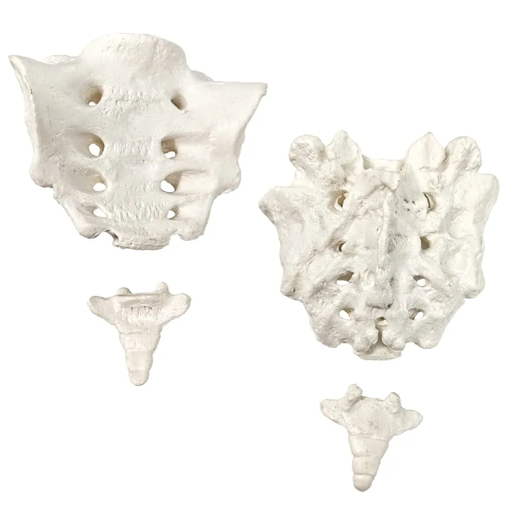 EVOTECH SCIENTIFIC Modello di Colonna Vertebrale Umana, Scala 1:1, 50 Pezzi - immagine 3