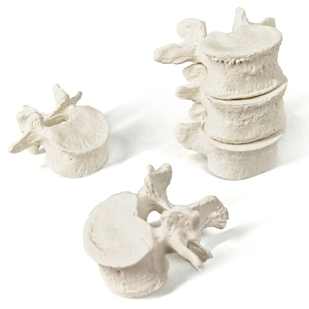EVOTECH SCIENTIFIC Modello di Colonna Vertebrale Umana, Scala 1:1, 50 Pezzi - immagine 6