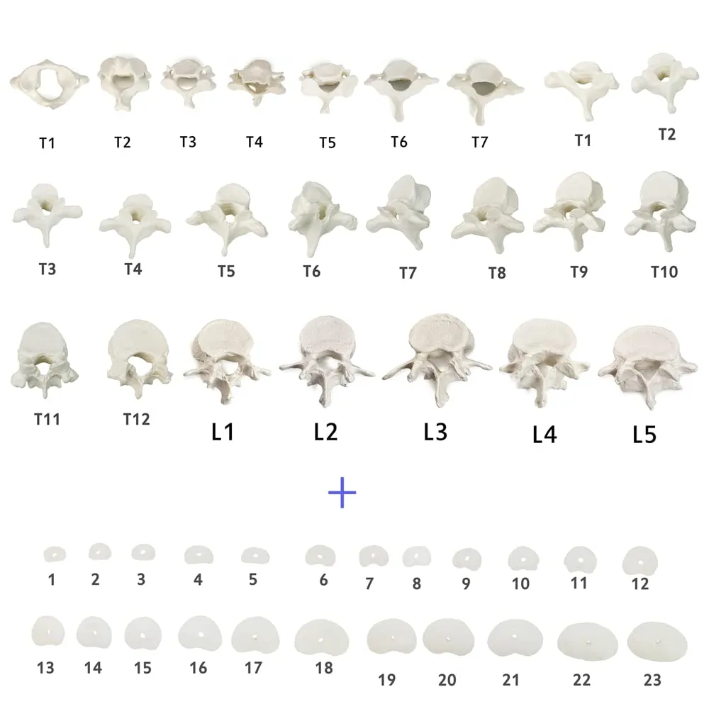 EVOTECH SCIENTIFIC Modello di Colonna Vertebrale Umana, Scala 1:1, 50 Pezzi - immagine 7