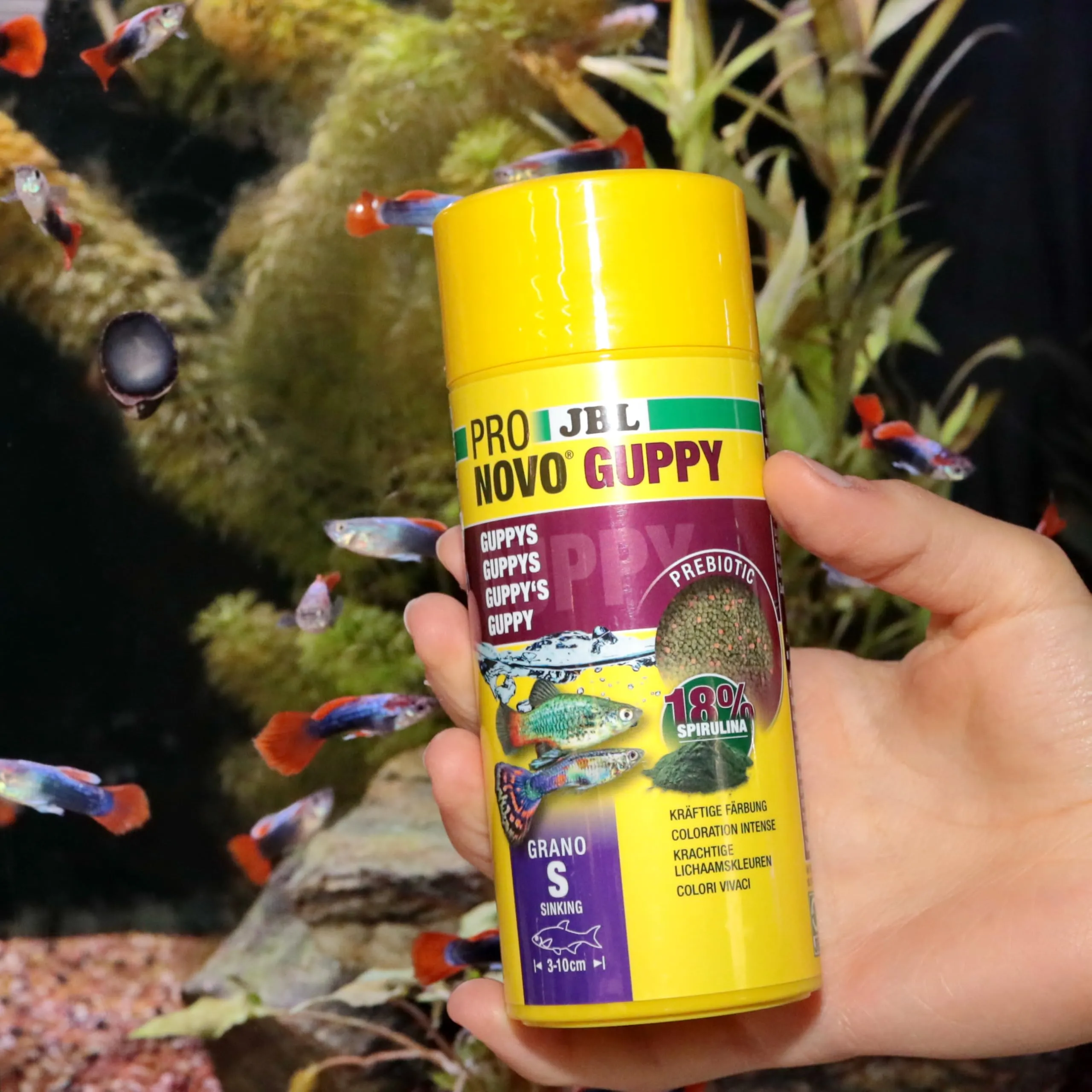 JBL Pronovo Guppy Grano, mangime base per guppy e pesci ovovivipari, pellet con dosatore a clic, 250 ml - immagine 4