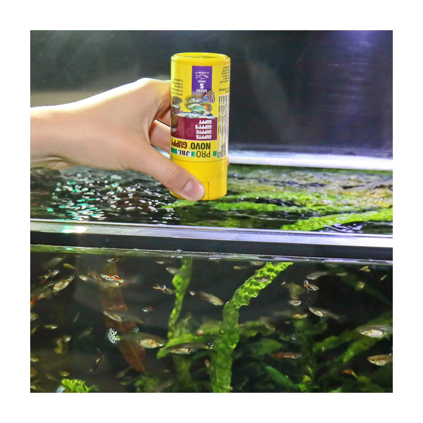 JBL Pronovo Guppy Grano, mangime base per guppy e pesci ovovivipari, pellet, dosatore a clic, taglia S, 100 ml - immagine 7