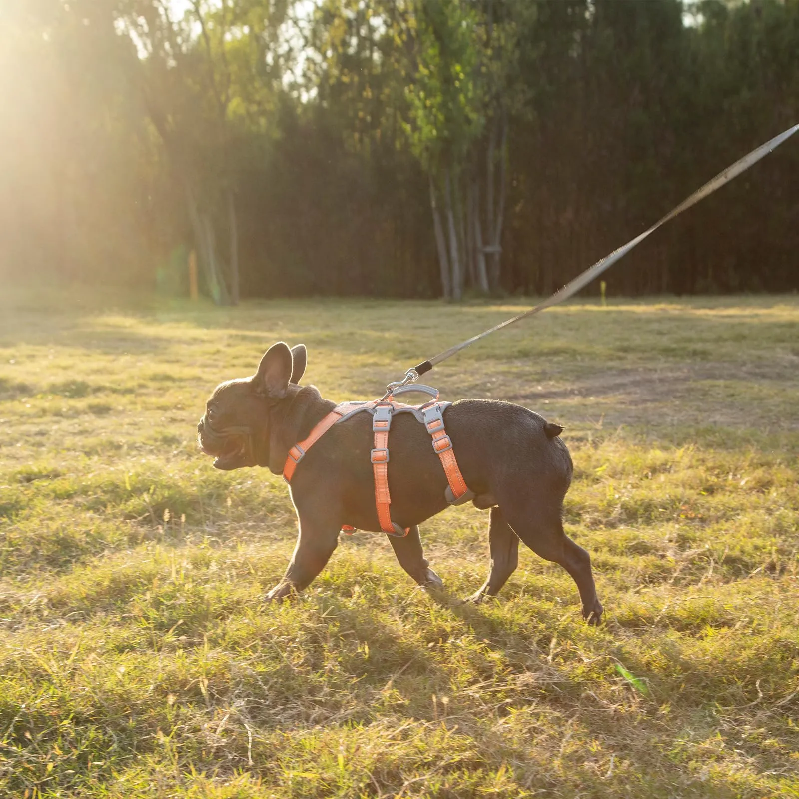 Huntboo Pettorina per cani a prova di fuga, riflettente e traspirante con impugnatura imbottita, taglia piccola - immagine 7