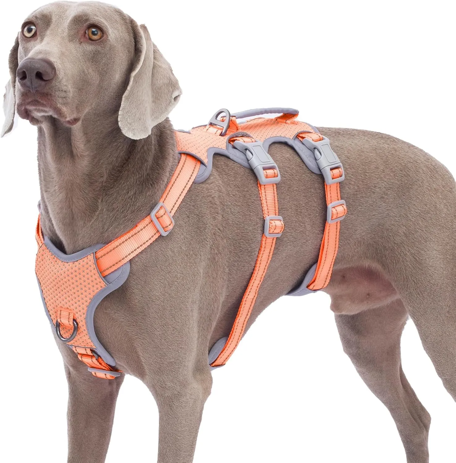 Huntboo Pettorina a prova di fuga per cani, riflettente con maniglia imbottita, traspirante e regolabile, Grande, Arancione - immagine 1
