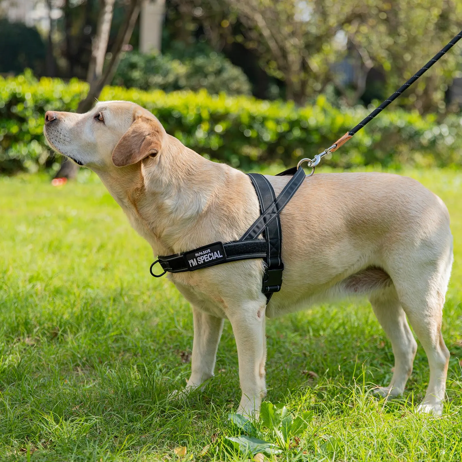 Eeyfarog Pettorina No Pull Riflettente e Regolabile per Cani, XL, BN - immagine 4