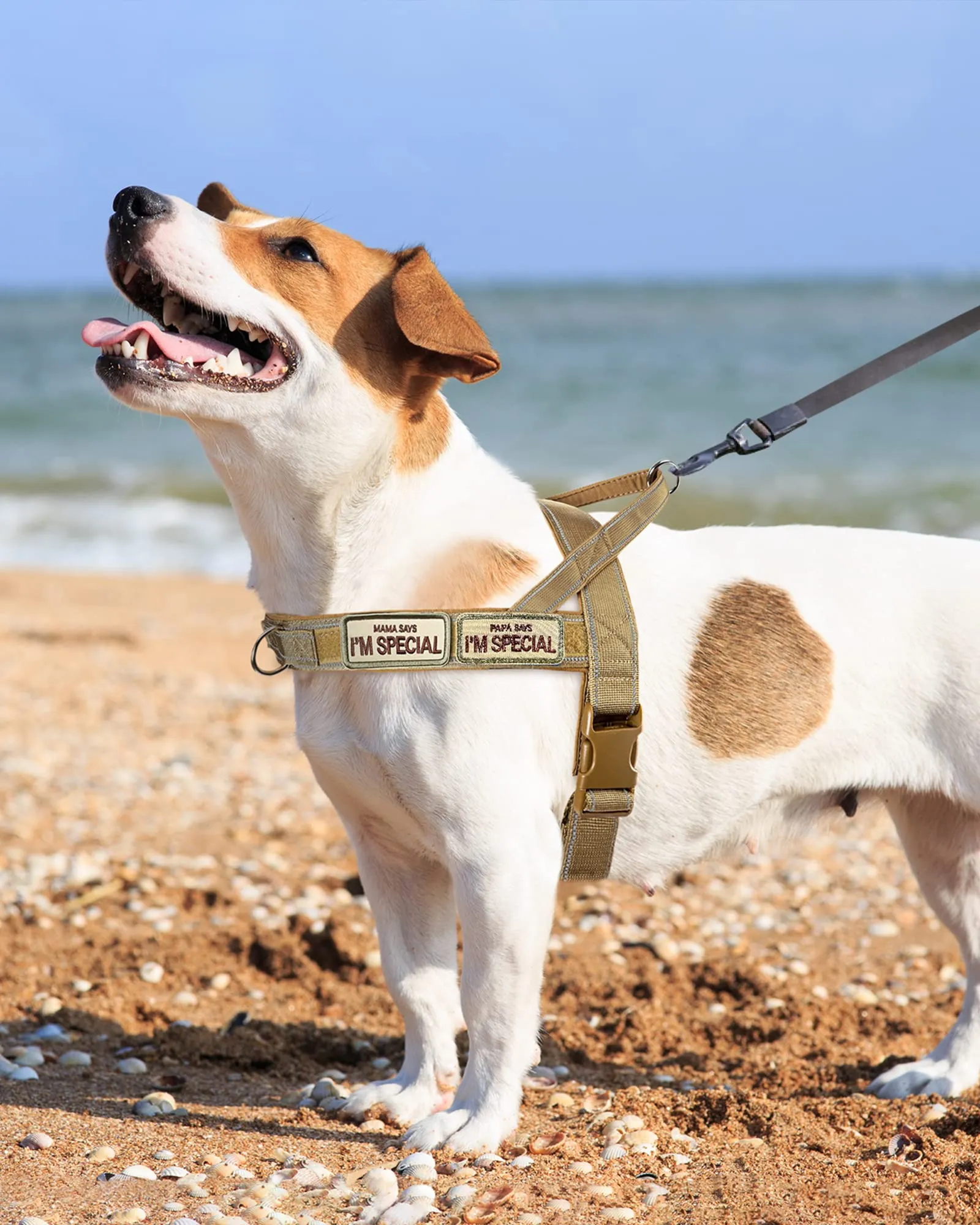 Eeyfarog Pettorina No Pull Riflettente e Regolabile per Cani, XL, BN - immagine 6