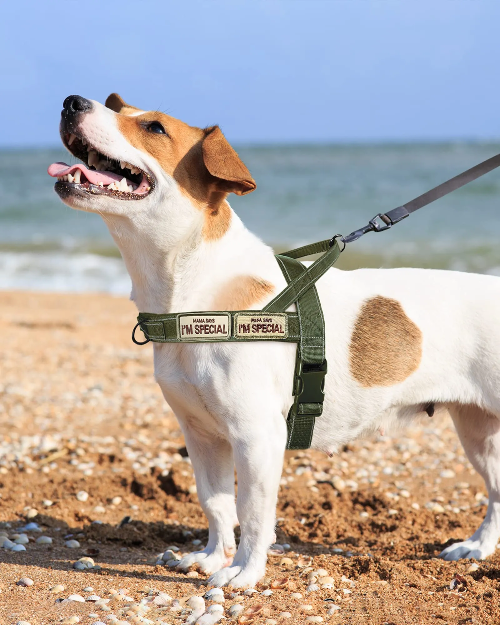 Eeyfarog No Pull Pettorina per cani, riflettente e regolabile, Large, Green - immagine 3