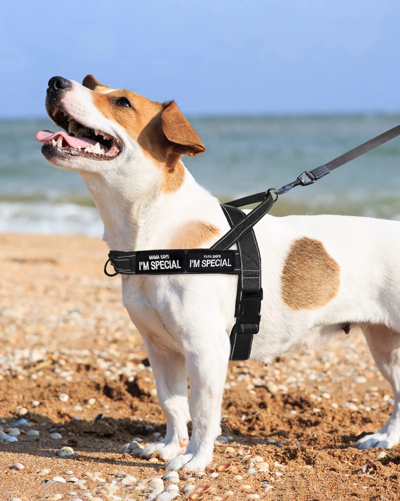 Eeyfarog Pettorina No Pull Riflettente e Regolabile per Cani Piccola e Media Taglia, S, Nero - immagine 6