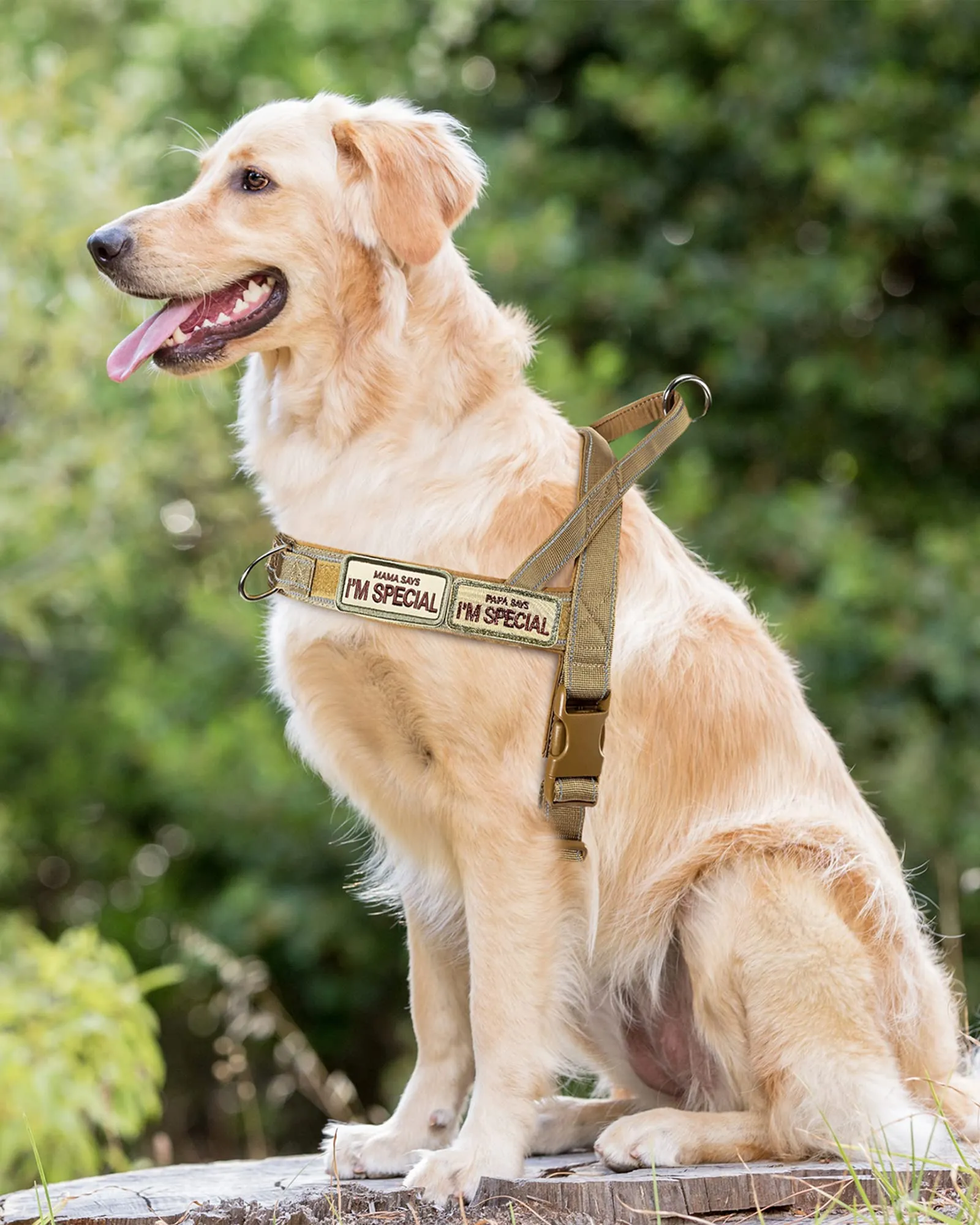 Eeyfarog Pettorina No Pull Riflettente e Regolabile per Cani Piccola e Media Taglia, M, BN - immagine 7