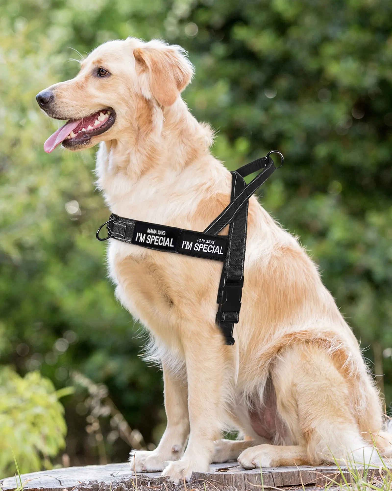 Eeyfarog Pettorina No Pull Riflettente e Regolabile per Cani di Piccola e Media Taglia, Large, Black - immagine 3
