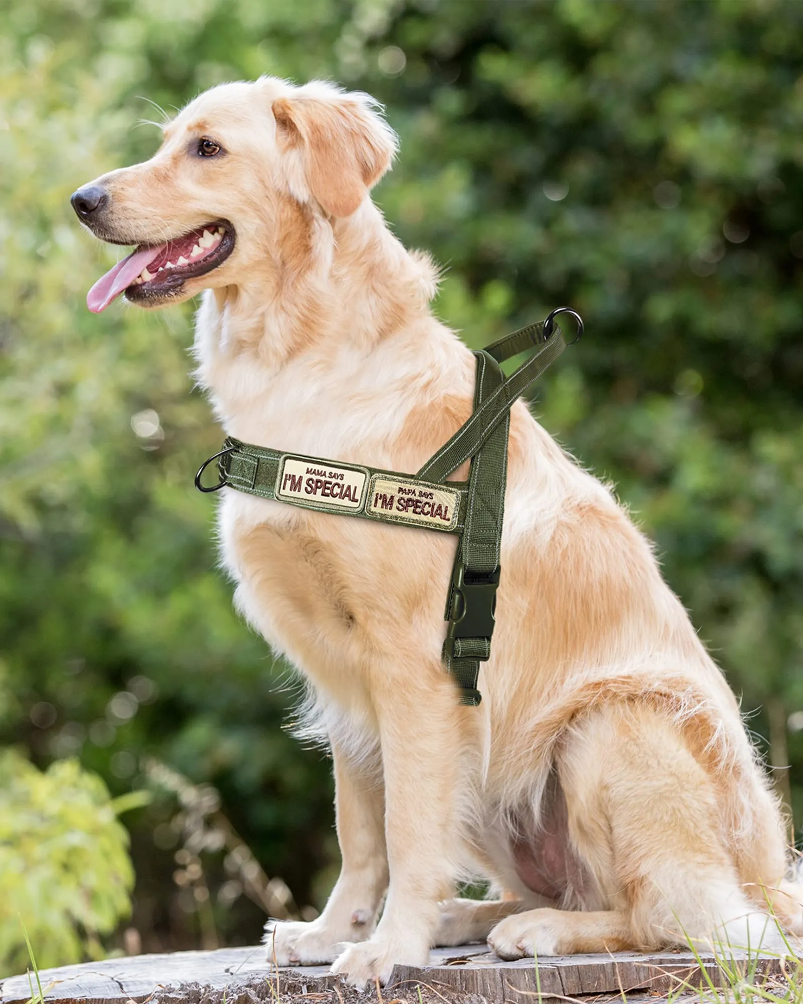 Eeyfarog Pettorina No Pull per Cani di Piccola e Media Taglia, Riflettente e Regolabile, Medium, Green - immagine 4