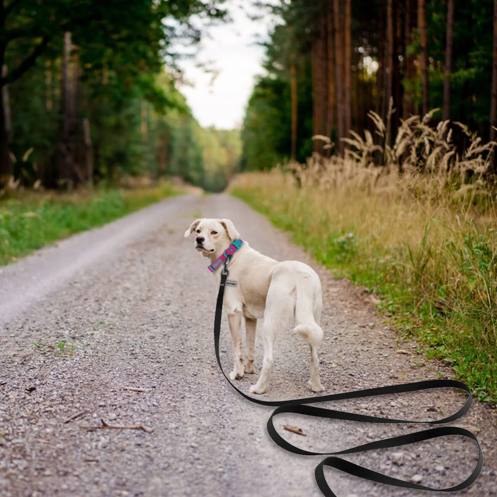Wolfone Guinzaglio per cani da addestramento, 3m, Nero - immagine 6