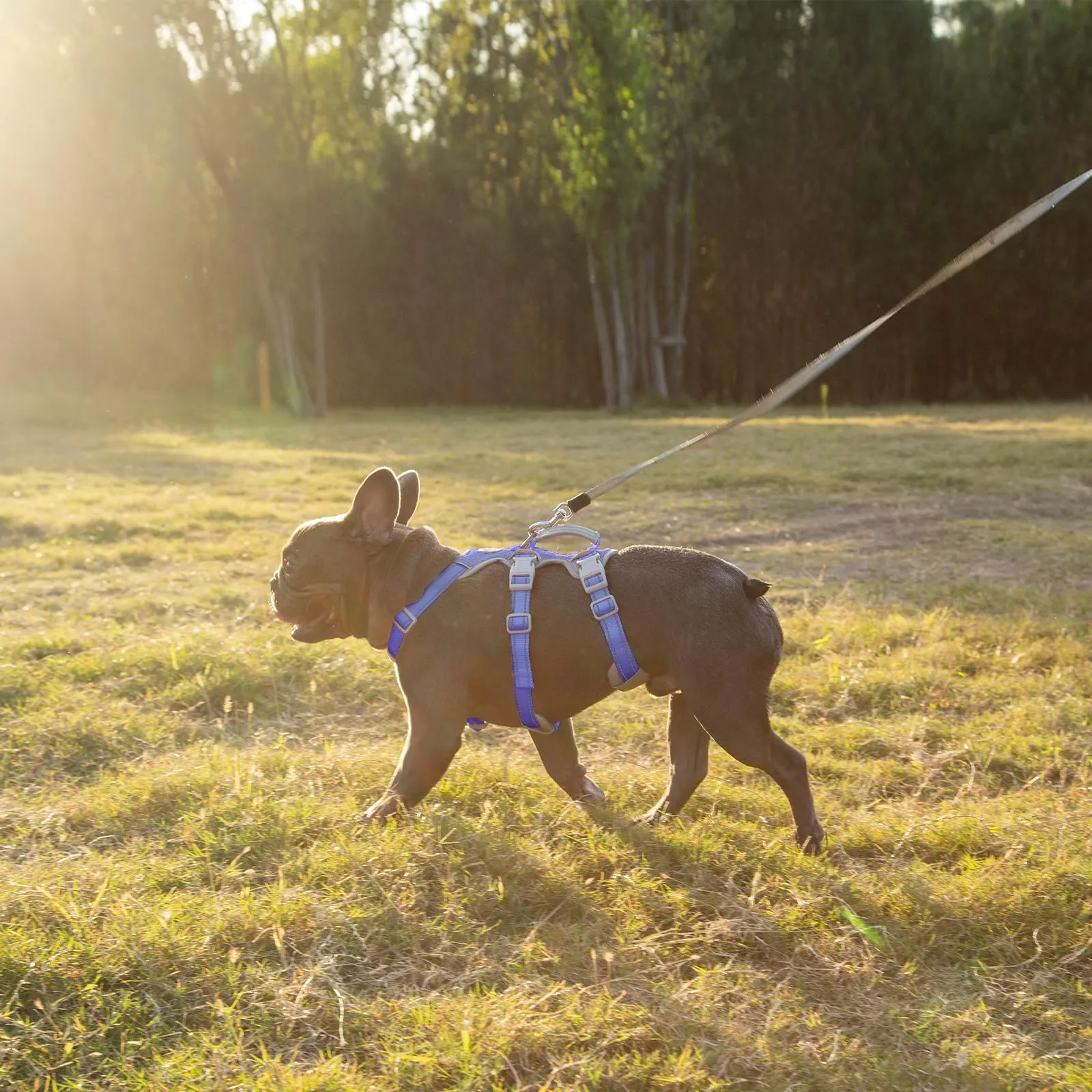 Huntboo Pettorina per Cani No Escape, Regolabile per Cani di Piccola Taglia - immagine 7