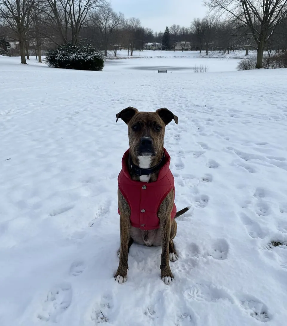 ASENKU Cappotto Invernale Impermeabile per Cane Grande, XXL, Rosso - immagine 9