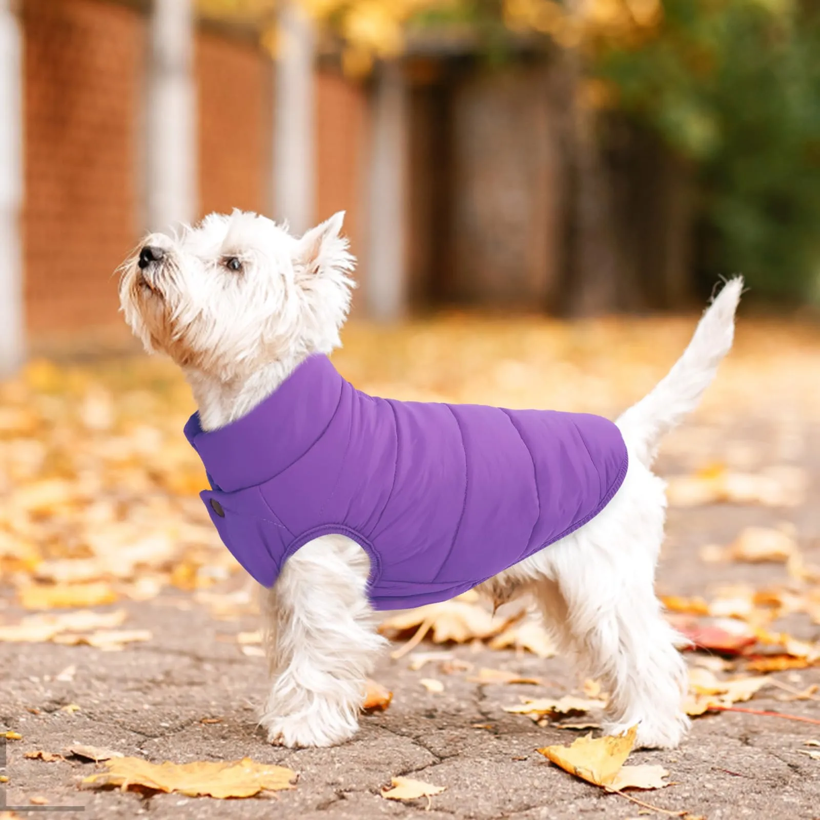 ASENKU Cappotto Invernale per Cani Impermeabile e Antivento, Gilet Imbottito Viola, Taglia XXL - immagine 5