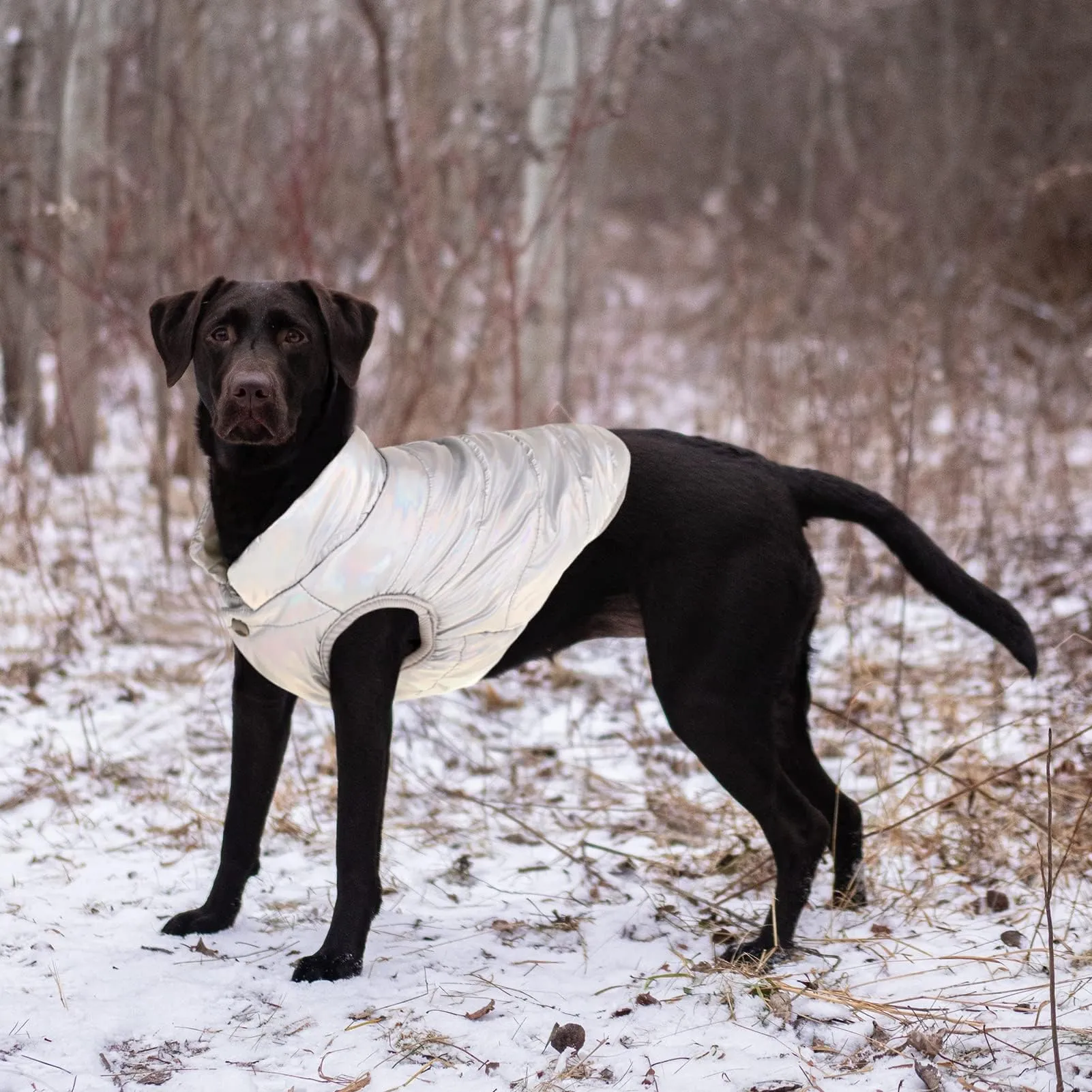 ASENKU Cappotto invernale per cani, giacca imbottita in pile, Argento, Taglia L - immagine 7