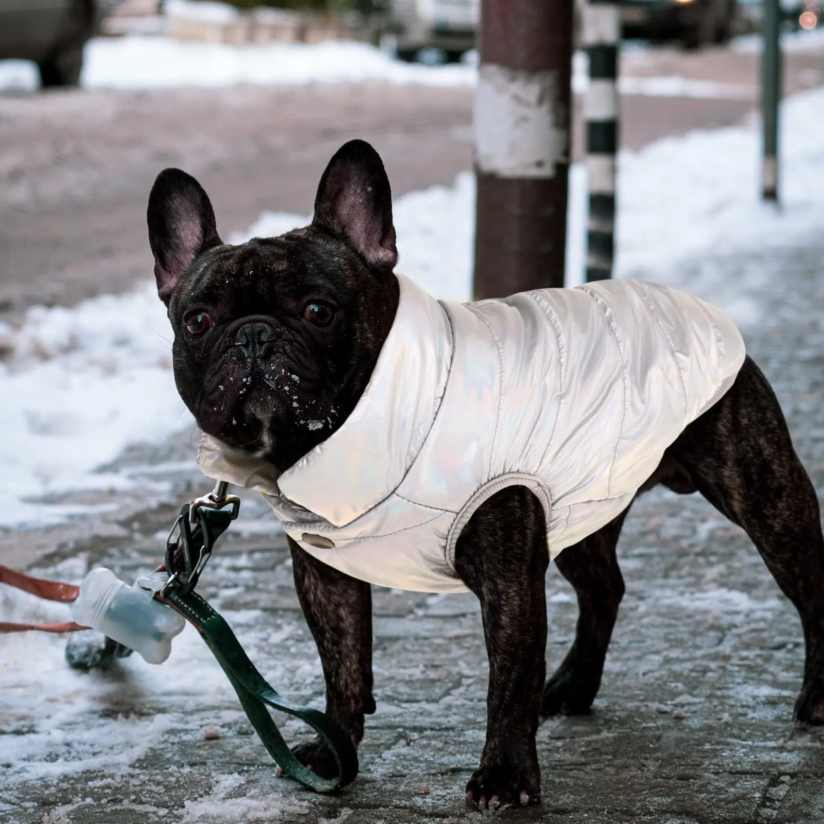 ASENKU Cappotto Invernale per Cani, Giacca Impermeabile e Antivento, Argento, XXL - immagine 6