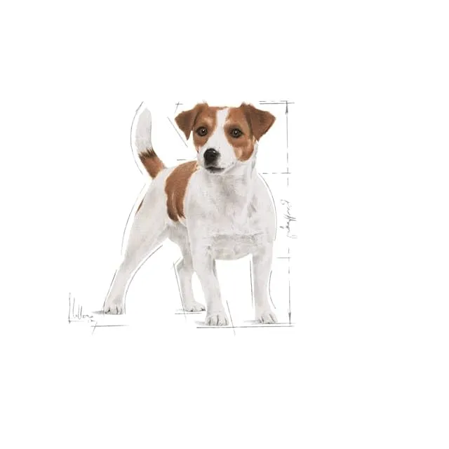Royal Canin Mini Adult, 2 kg - immagine 5
