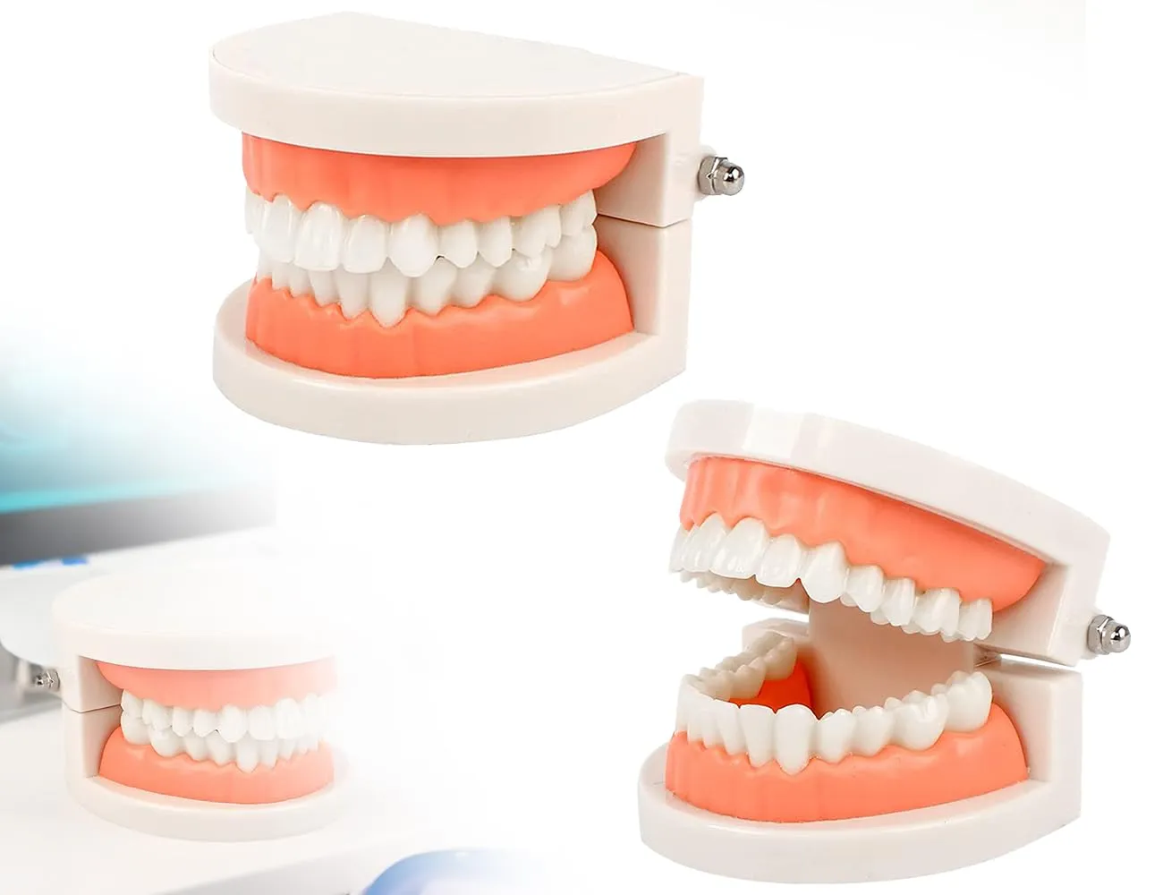 KAPSING Modello di Protesi Dentaria Standard per Dentista, Modello di Dente Giocattolo Realistico, da Utilizzare per Ricerca, Mostre, Iniziative Promozionali - immagine 1