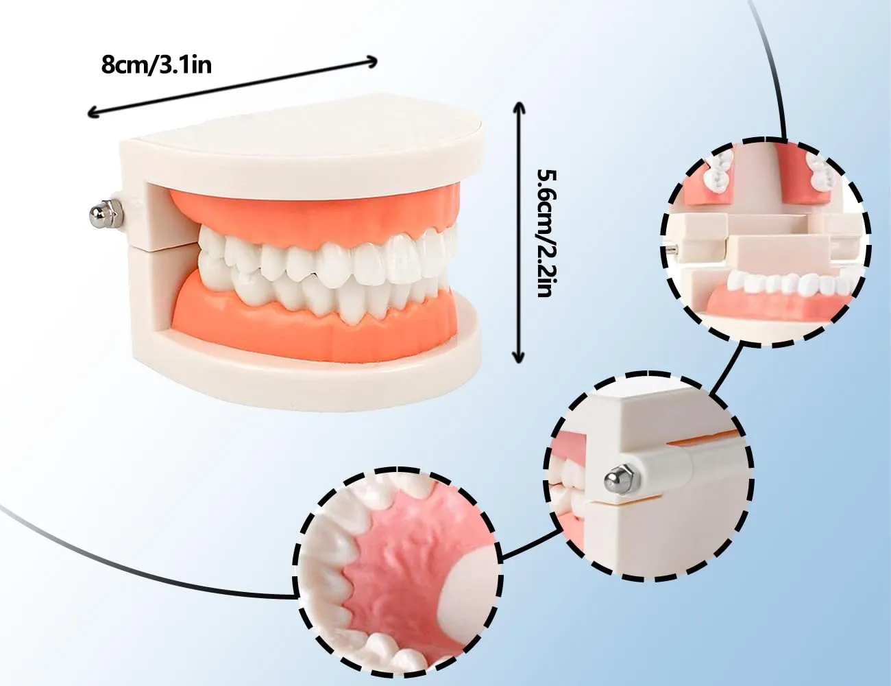 KAPSING Modello di Protesi Dentaria Standard per Dentista, Modello di Dente Giocattolo Realistico, da Utilizzare per Ricerca, Mostre, Iniziative Promozionali - immagine 2