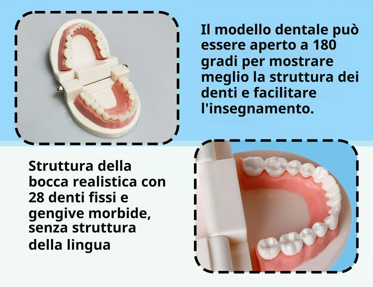 KAPSING Modello di Protesi Dentaria Standard per Dentista, Modello di Dente Giocattolo Realistico, da Utilizzare per Ricerca, Mostre, Iniziative Promozionali - immagine 3