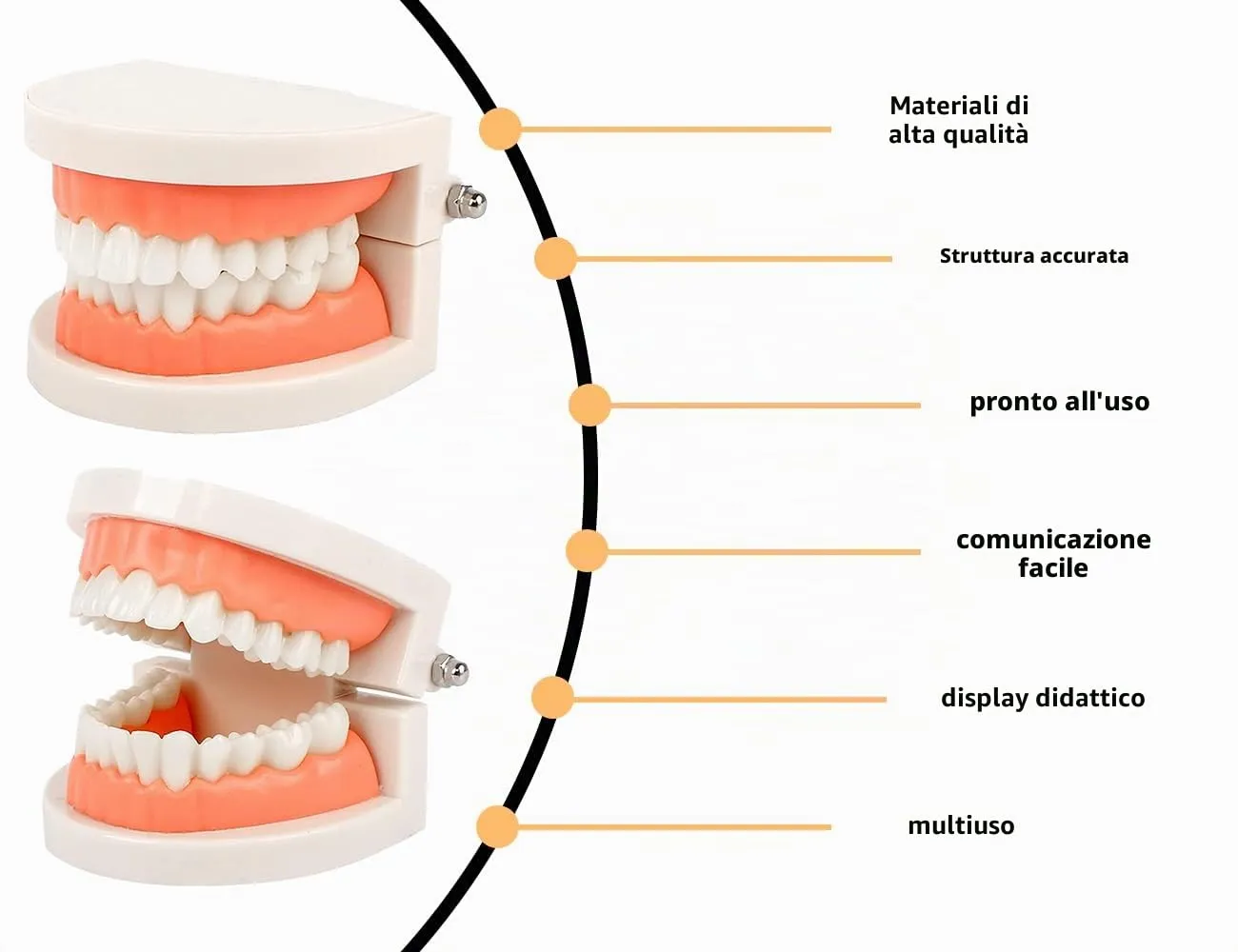 KAPSING Modello di Protesi Dentaria Standard per Dentista, Modello di Dente Giocattolo Realistico, da Utilizzare per Ricerca, Mostre, Iniziative Promozionali - immagine 4