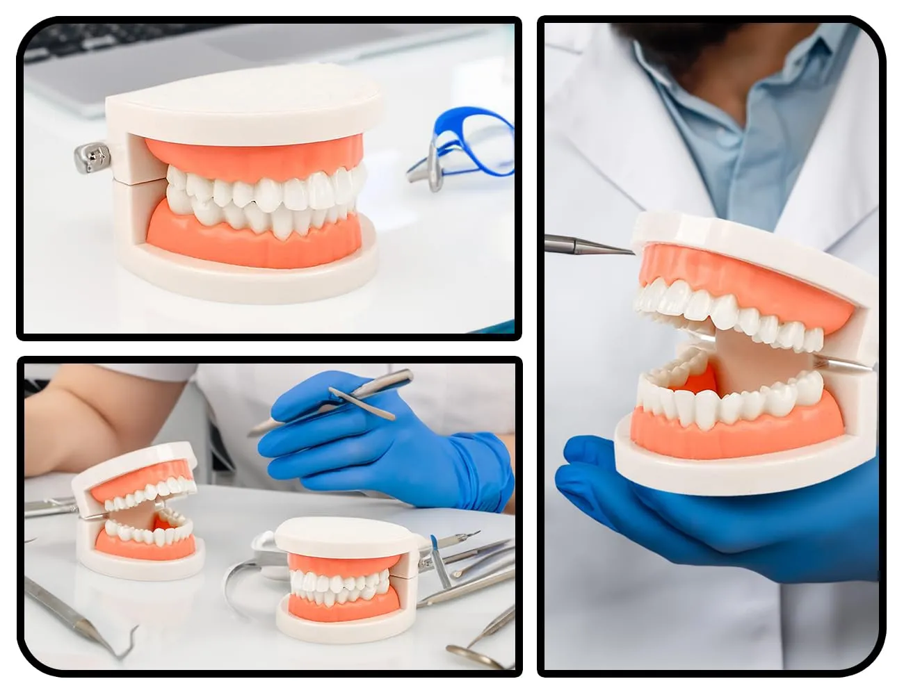 KAPSING Modello di Protesi Dentaria Standard per Dentista, Modello di Dente Giocattolo Realistico, da Utilizzare per Ricerca, Mostre, Iniziative Promozionali - immagine 5