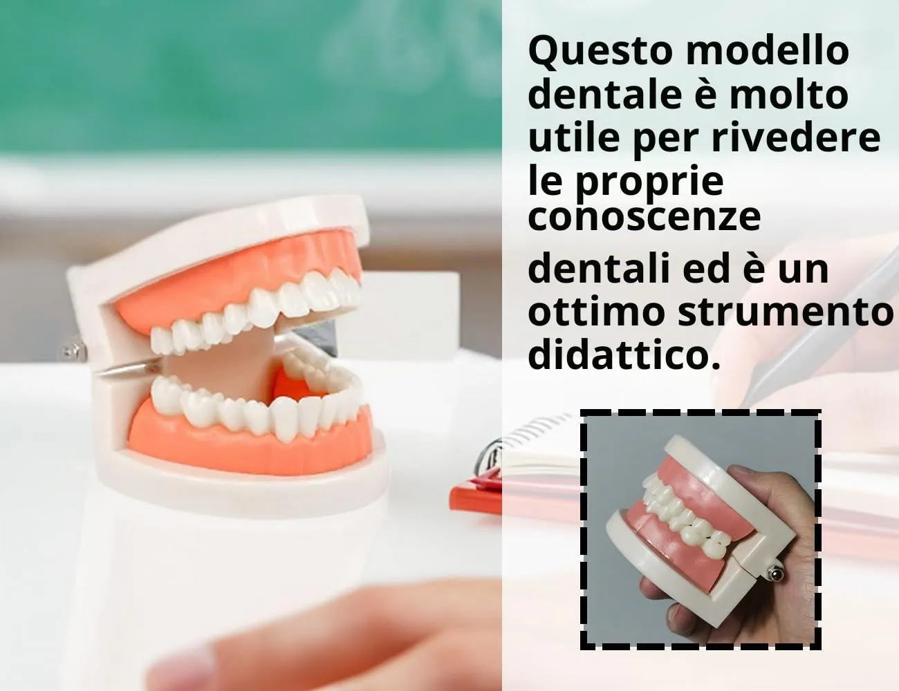 KAPSING Modello di Protesi Dentaria Standard per Dentista, Modello di Dente Giocattolo Realistico, da Utilizzare per Ricerca, Mostre, Iniziative Promozionali - immagine 6