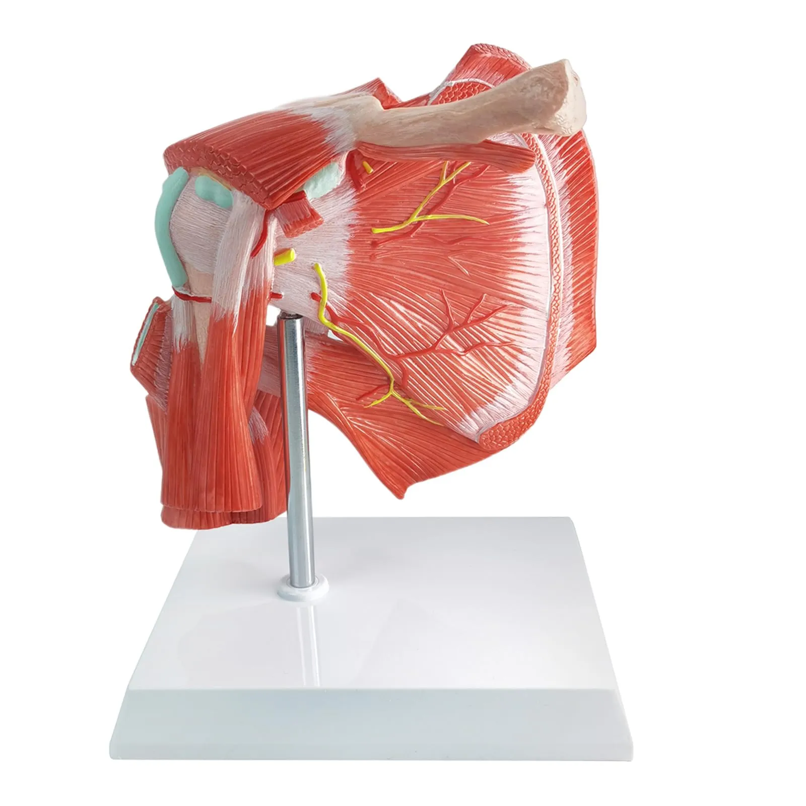 Modello Di Articolazione Della Spalla Muscolare Umana, Scala 1:1 - immagine 2