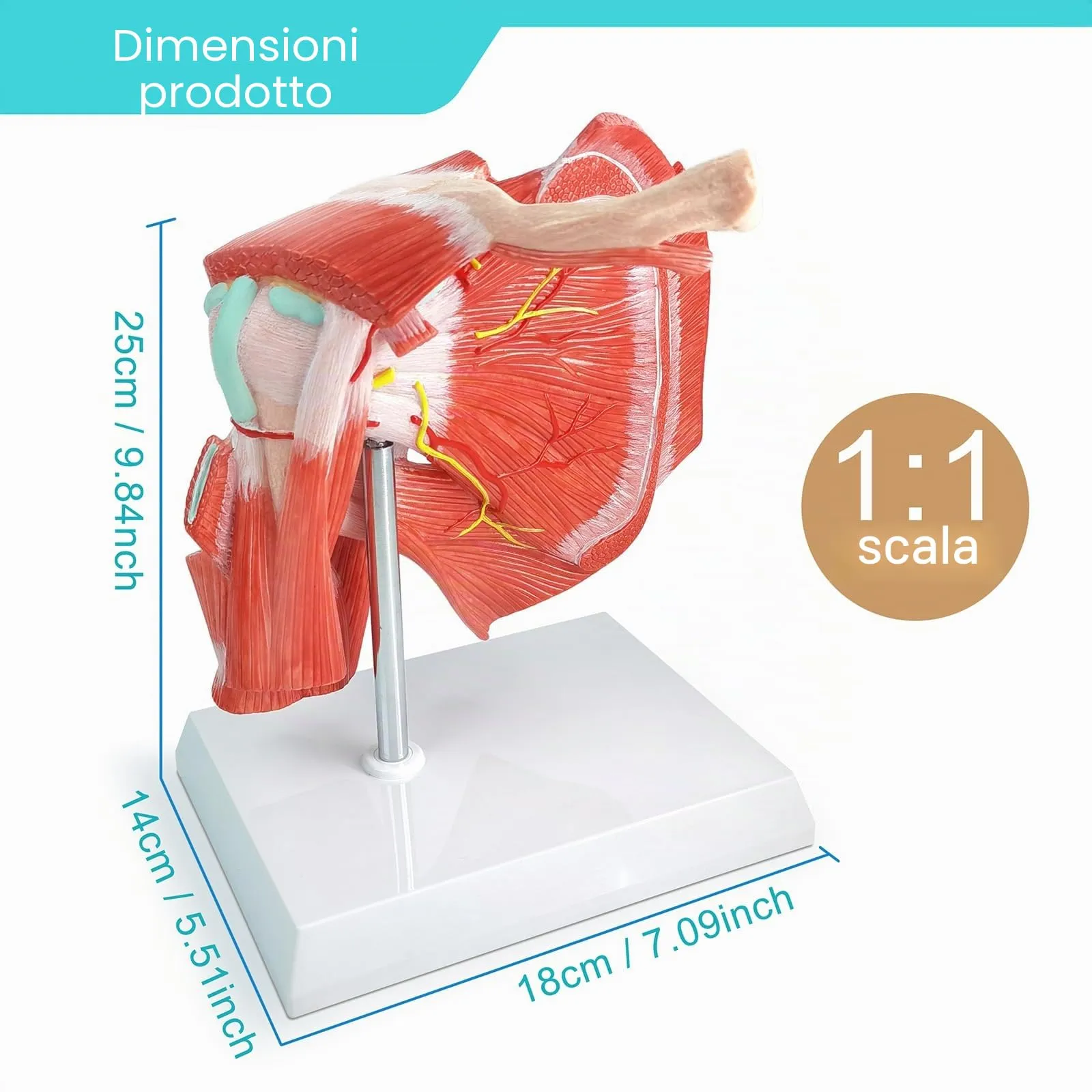 Modello Di Articolazione Della Spalla Muscolare Umana, Scala 1:1 - immagine 3