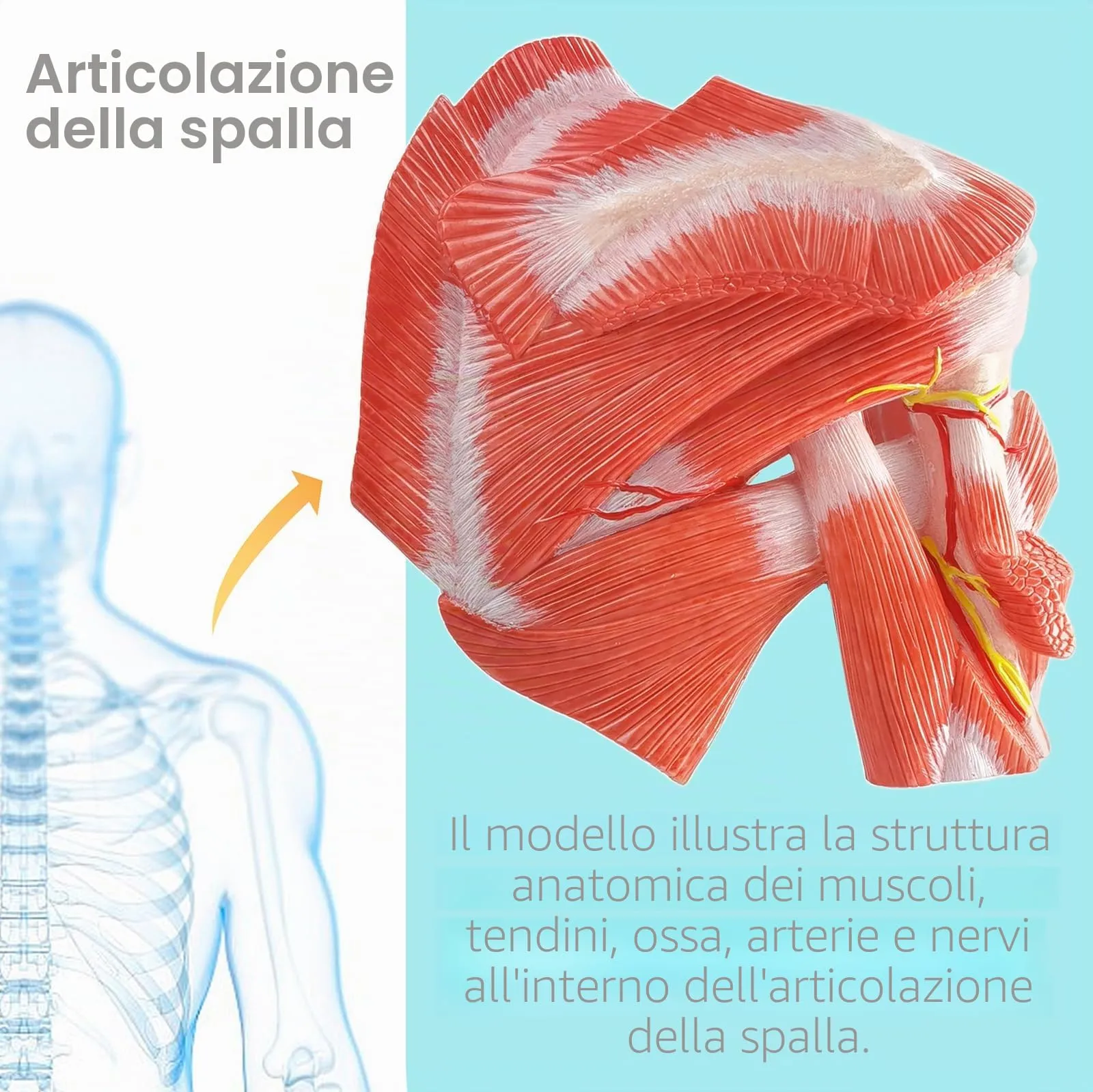 Modello Di Articolazione Della Spalla Muscolare Umana, Scala 1:1 - immagine 4