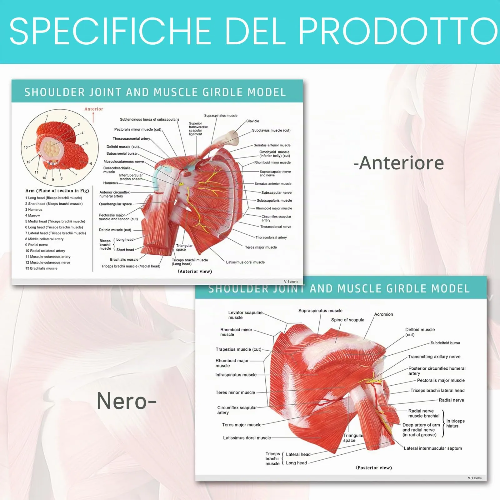 Modello Di Articolazione Della Spalla Muscolare Umana, Scala 1:1 - immagine 5