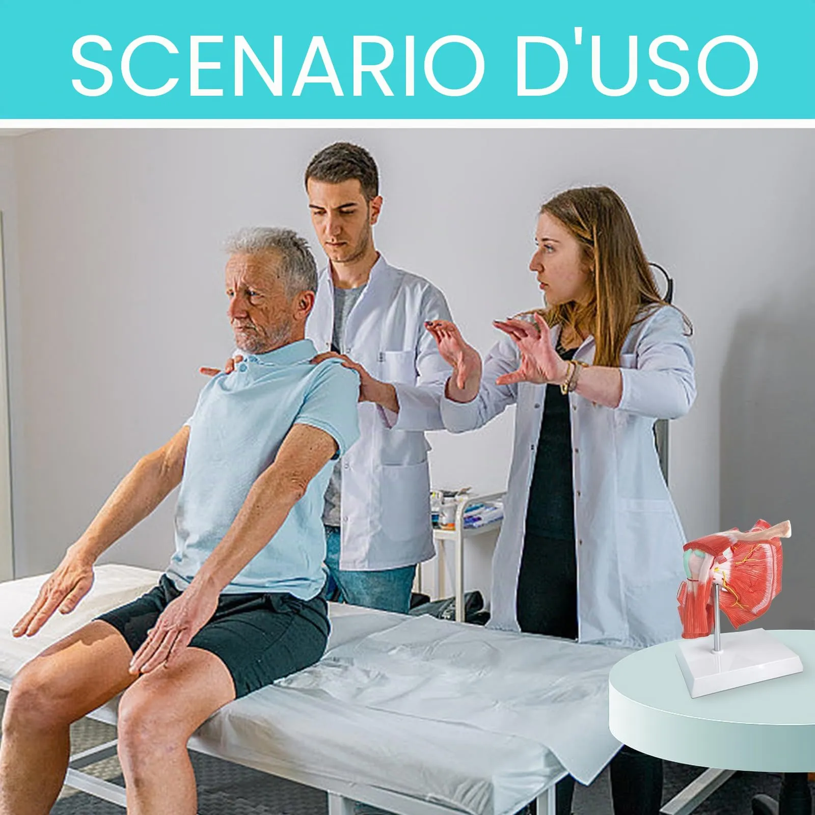 Modello Di Articolazione Della Spalla Muscolare Umana, Scala 1:1 - immagine 6