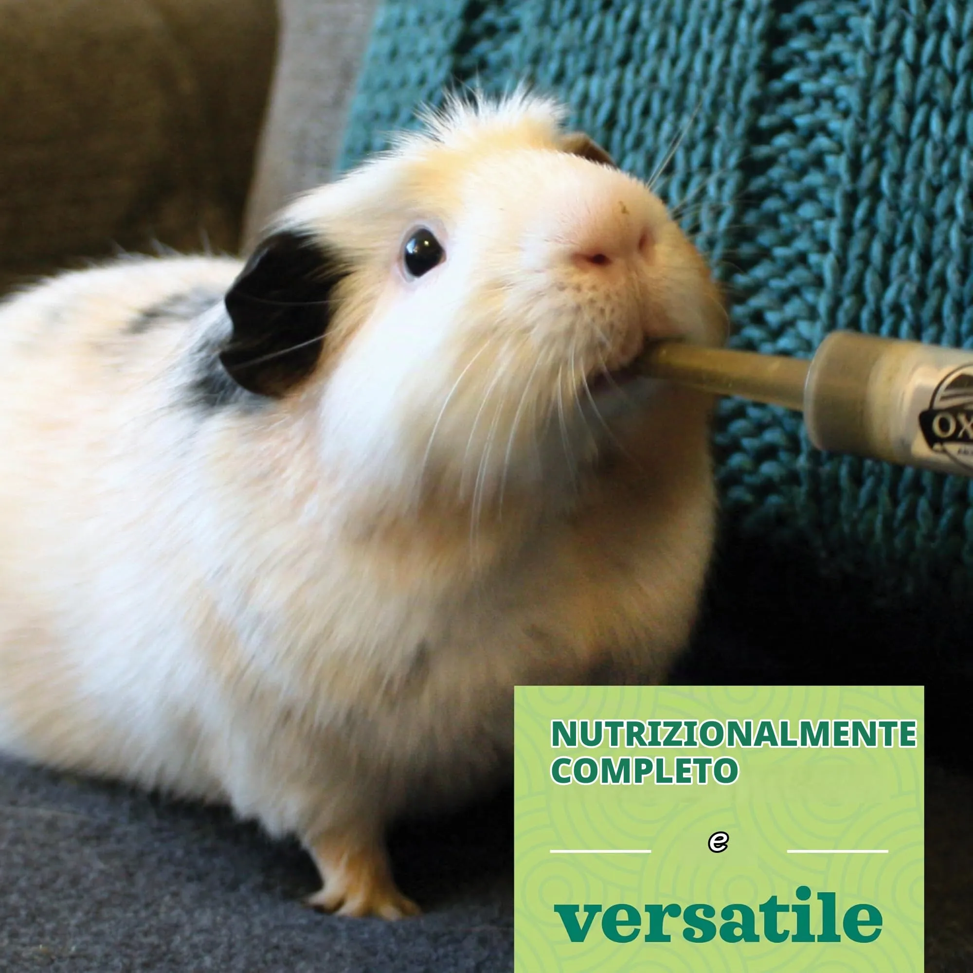Oxbow Critical Care Herbivore Mela e Banana 141 g - immagine 4
