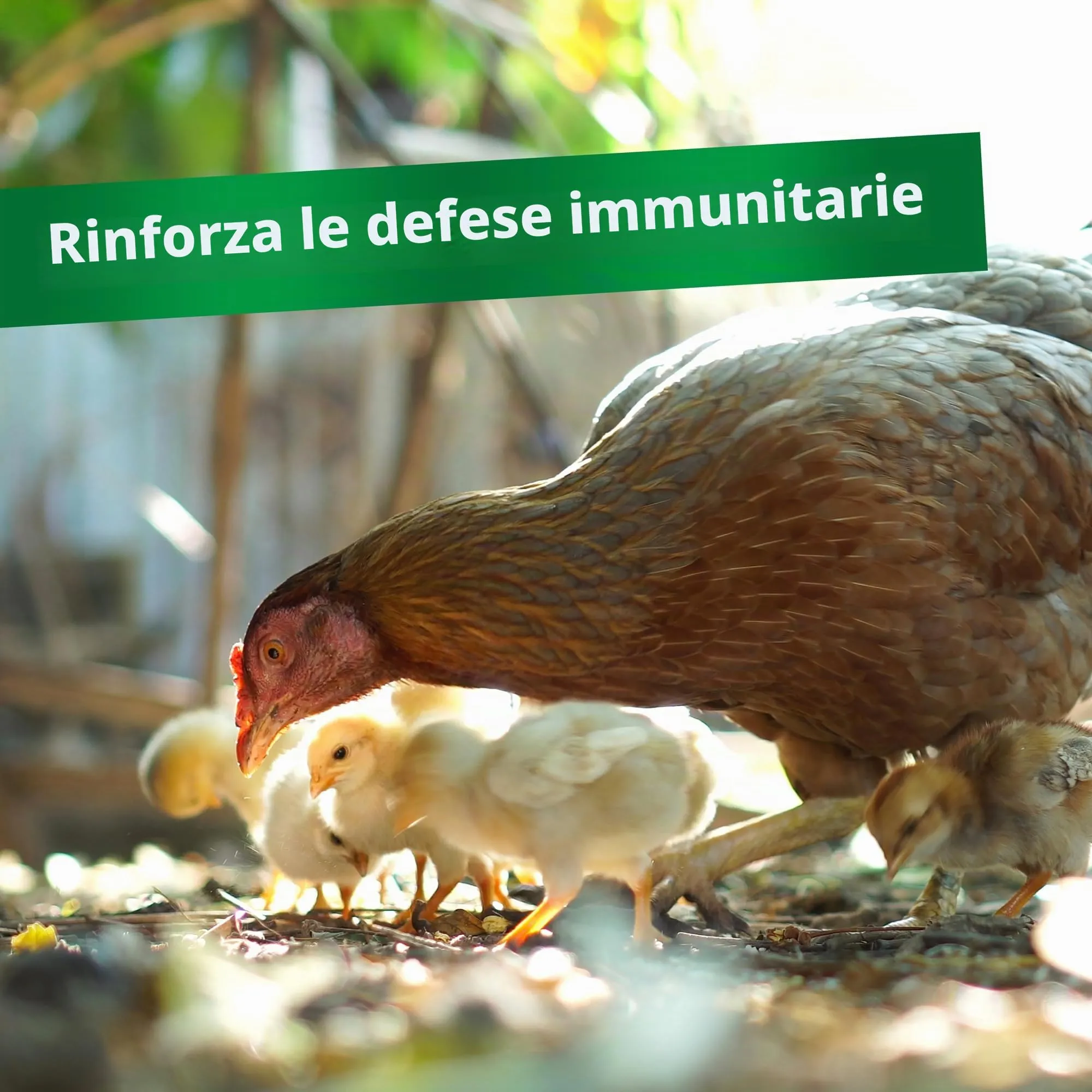 roehn Fried Vitamina adec Vitamina Concentrato (100 ML) per polli, Bovino, Maiale & Pollame, Liquido complemento mangime per Crescita & Deposizione Potenza - immagine 4
