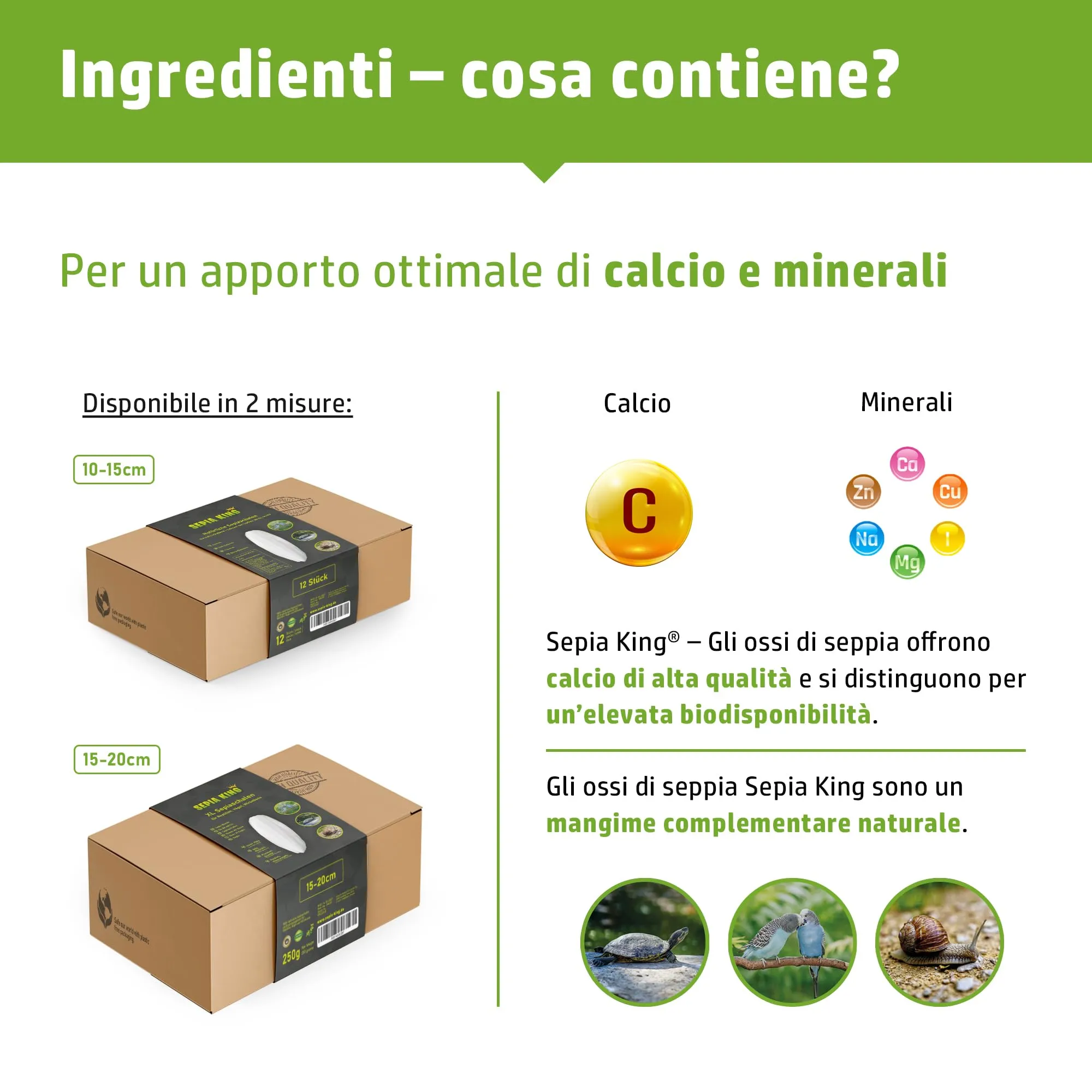 Sepia King - 12 Pezzi Ossi di Seppia per pappagalli, tartarughe, cocorite, canarini, lumache - 10-15cm Osso di seppia 100% naturale - Calcio per rettili, uccelli e invertebrati - immagine 3
