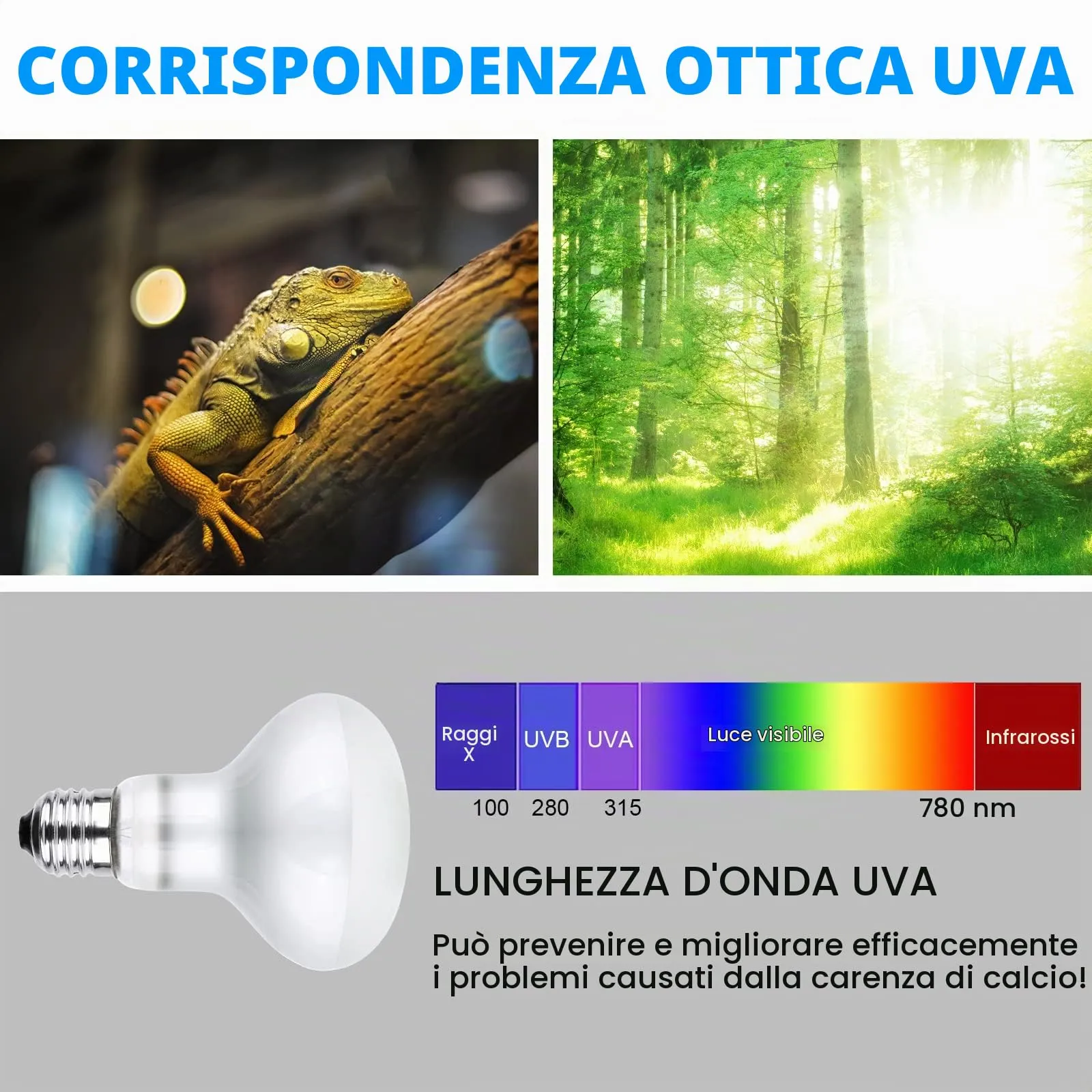 vsshe Lampada Calore per Rettili, 2 Pezzi 50W UVA Lampada Riscaldante Tartarughe, Lampadina riscaldante E27 per rettili, Lampadas Riscaldantes per Rettilis, per Tartaruga Serpente Lucertola Cacatua - immagine 3