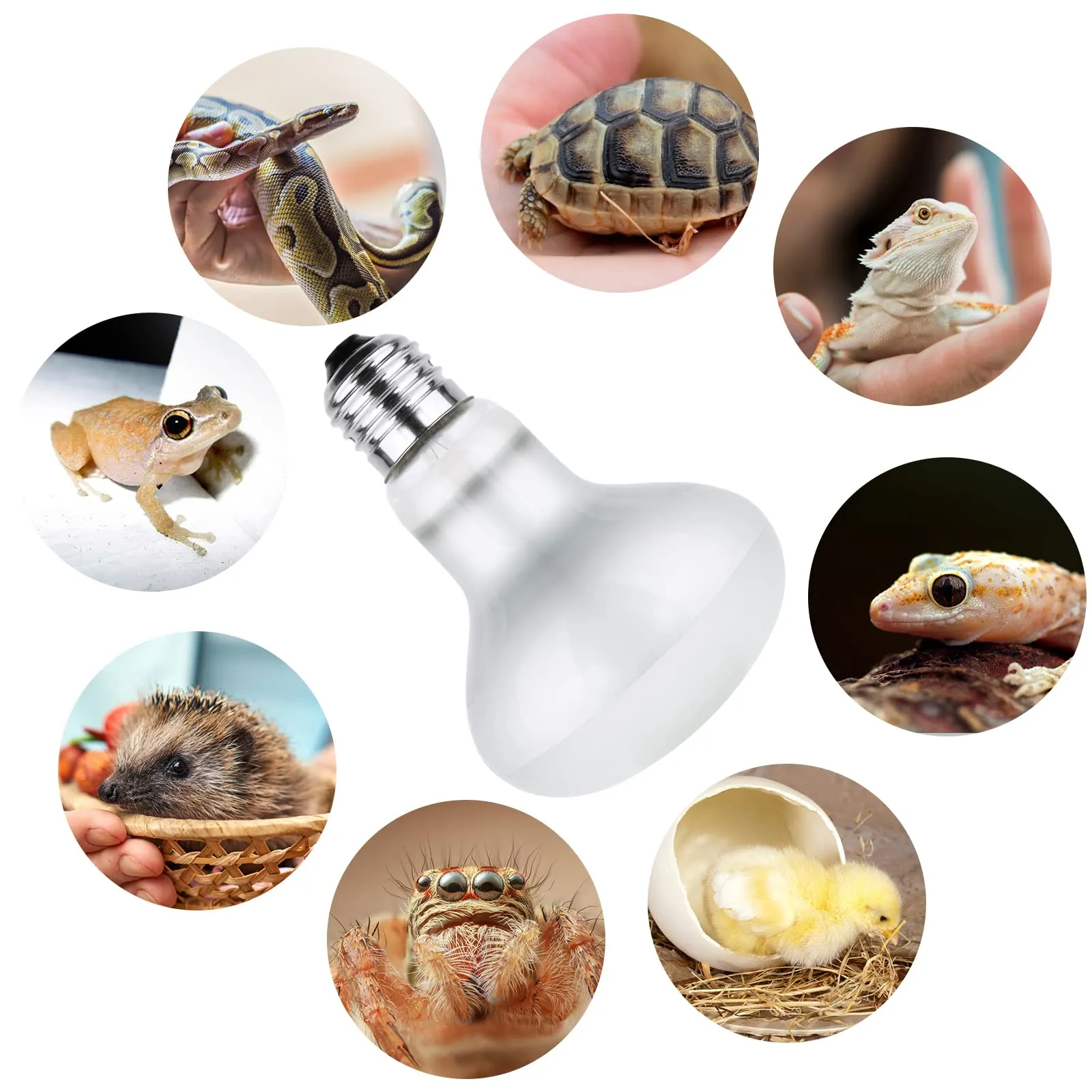 vsshe Lampada Calore per Rettili, 2 Pezzi 50W UVA Lampada Riscaldante Tartarughe, Lampadina riscaldante E27 per rettili, Lampadas Riscaldantes per Rettilis, per Tartaruga Serpente Lucertola Cacatua - immagine 7