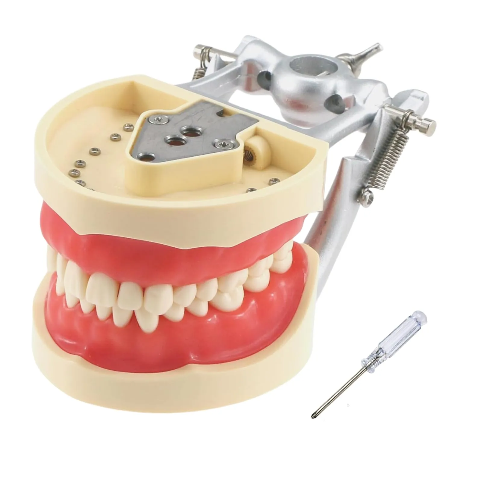 Modello di denti Typodont dentali, con 32 denti rimovibili compatibili con Kilgore Nissin 200 tipo per insegnamento, pratica e studio - immagine 1