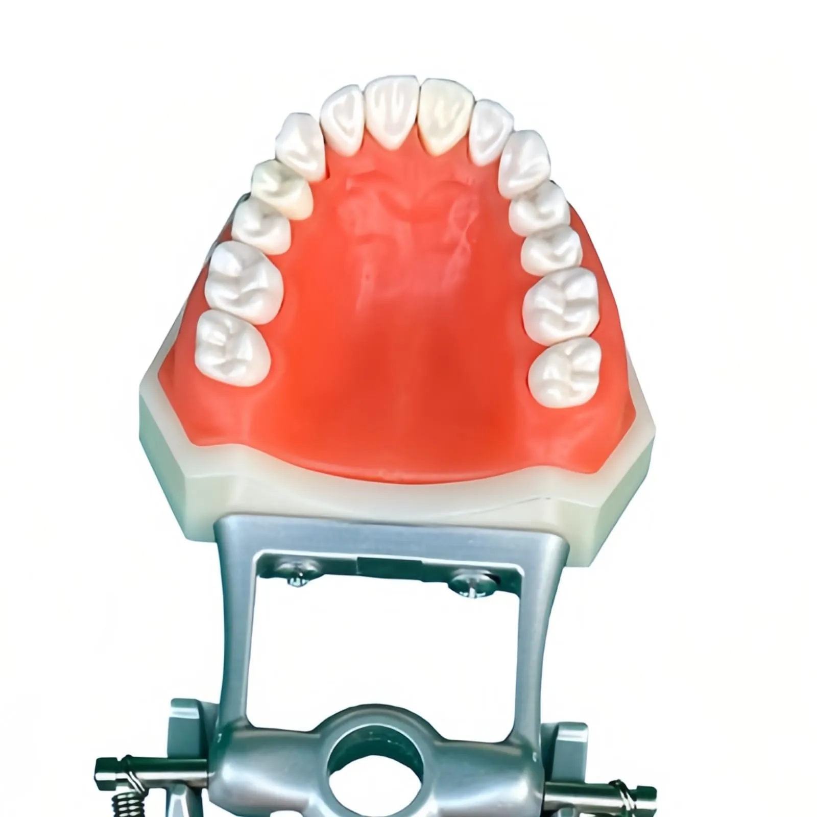 Modello di denti Typodont dentali, con 32 denti rimovibili compatibili con Kilgore Nissin 200 tipo per insegnamento, pratica e studio - immagine 2