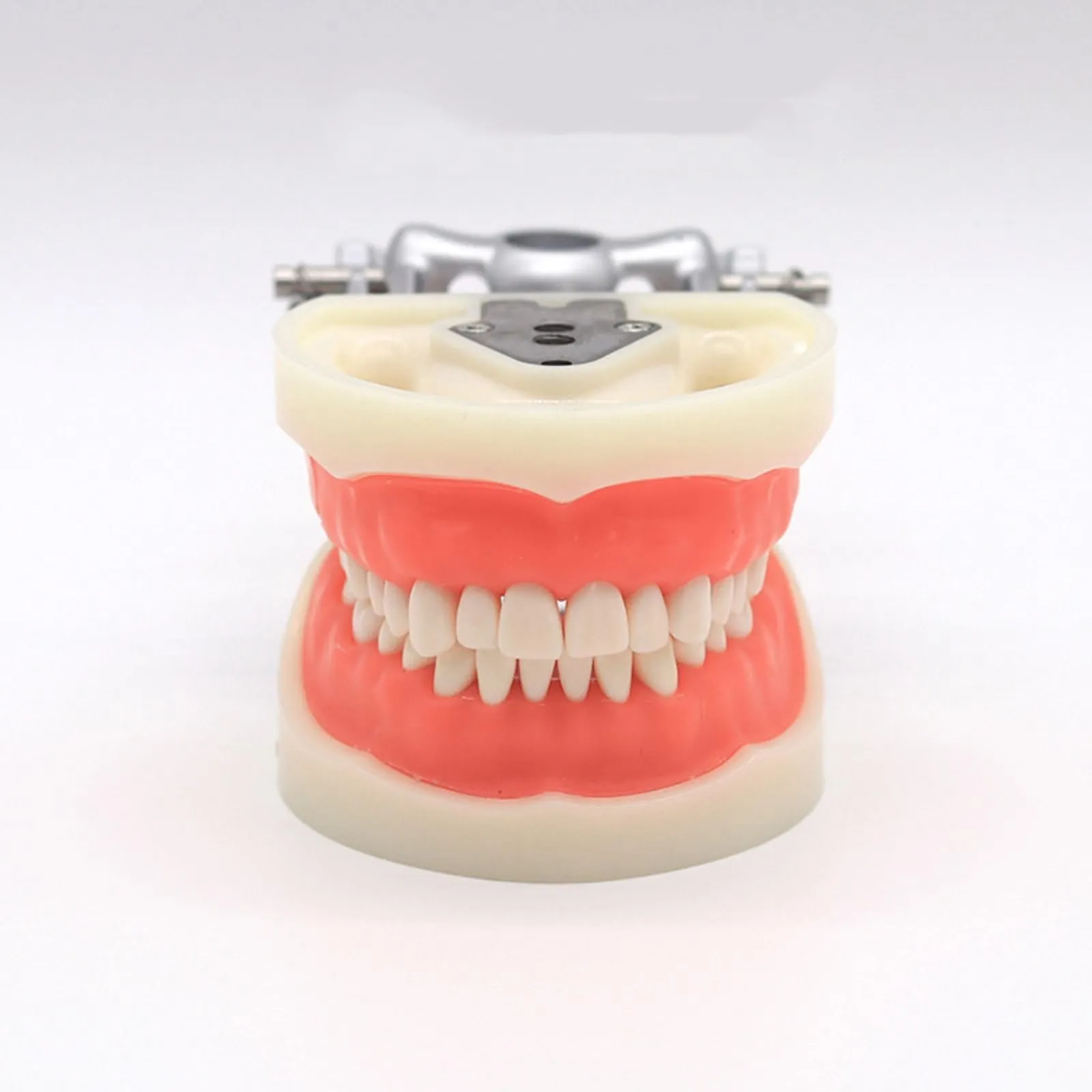 Modello di denti Typodont dentali, con 32 denti rimovibili compatibili con Kilgore Nissin 200 tipo per insegnamento, pratica e studio - immagine 3